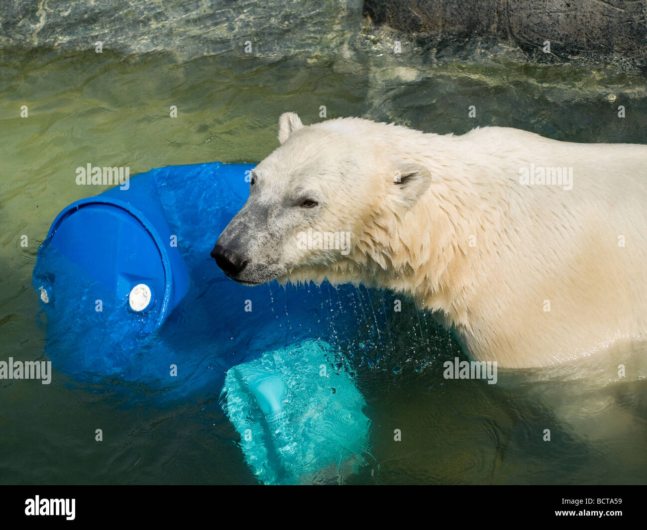 Un ours polaire joue heureux au Zoo de Copenhague. Banque D'Images