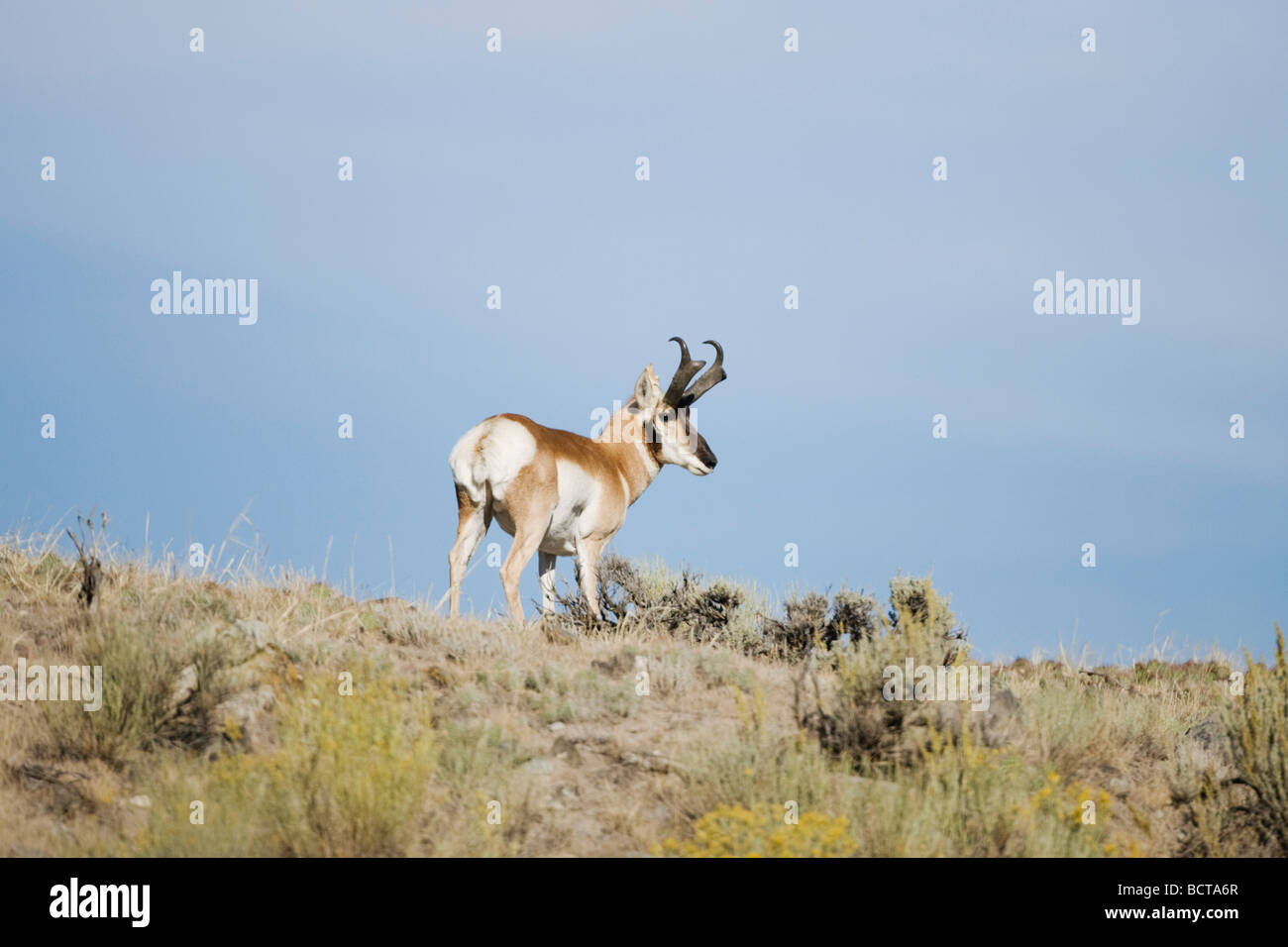 L'antilocapre Antilocapra americana le Parc National de Yellowstone au Wyoming USA Banque D'Images