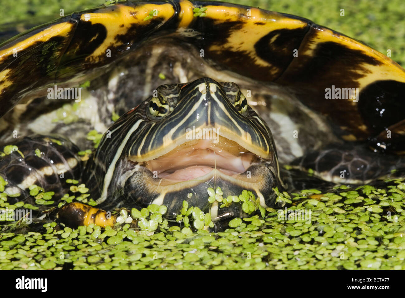 Oreilles rouges Trachemys scripta elegans Sinton Coastal Bend Corpus Christi Texas USA Banque D'Images