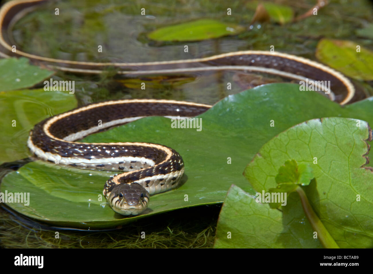 Black-necked (Thamnophis) cyrtopsis Az - USA - Semi-aquatique - dans l'étang avec des nénuphars Banque D'Images