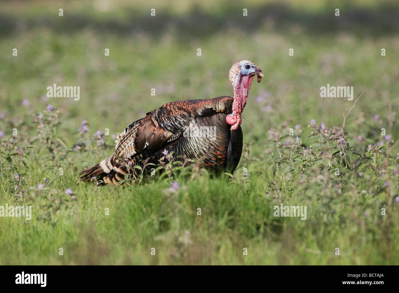 Wild Turkey Meleagris gallopavo Sinton Corpus Christi Texas USA Coastal Bend Banque D'Images