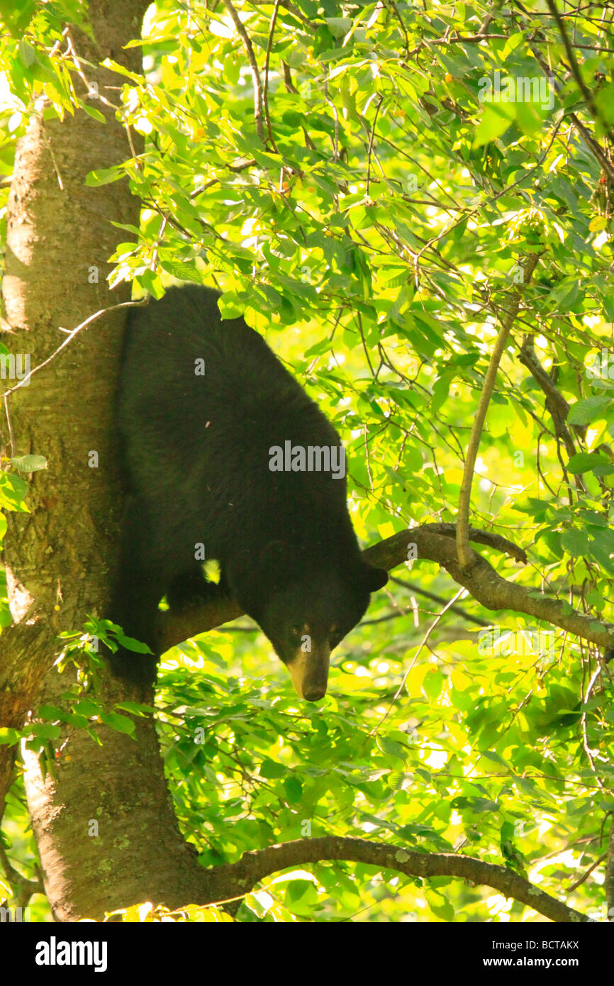 L'ours noir dans la région de Cherry Tree elkwallow picnic ground le parc national Shenandoah en Virginie Banque D'Images