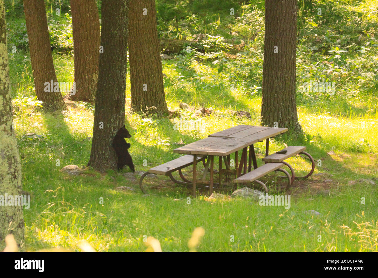 Ourson noir frottant sur arbre dans Elkwallow Picnic Ground le Parc National Shenandoah en Virginie Banque D'Images