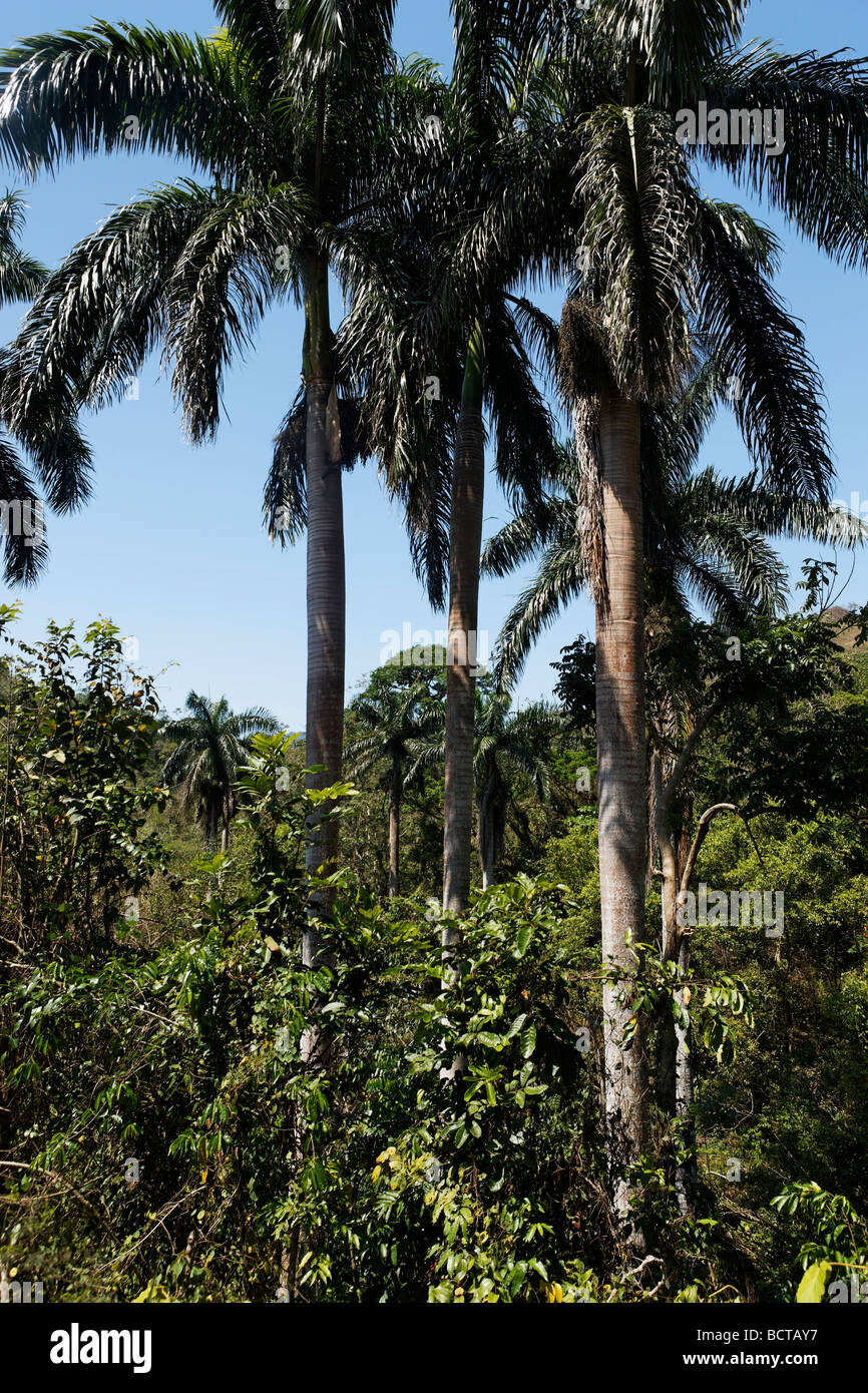 Jungle cuba palm trinidad tree Banque de photographies et d'images à haute  résolution - Alamy