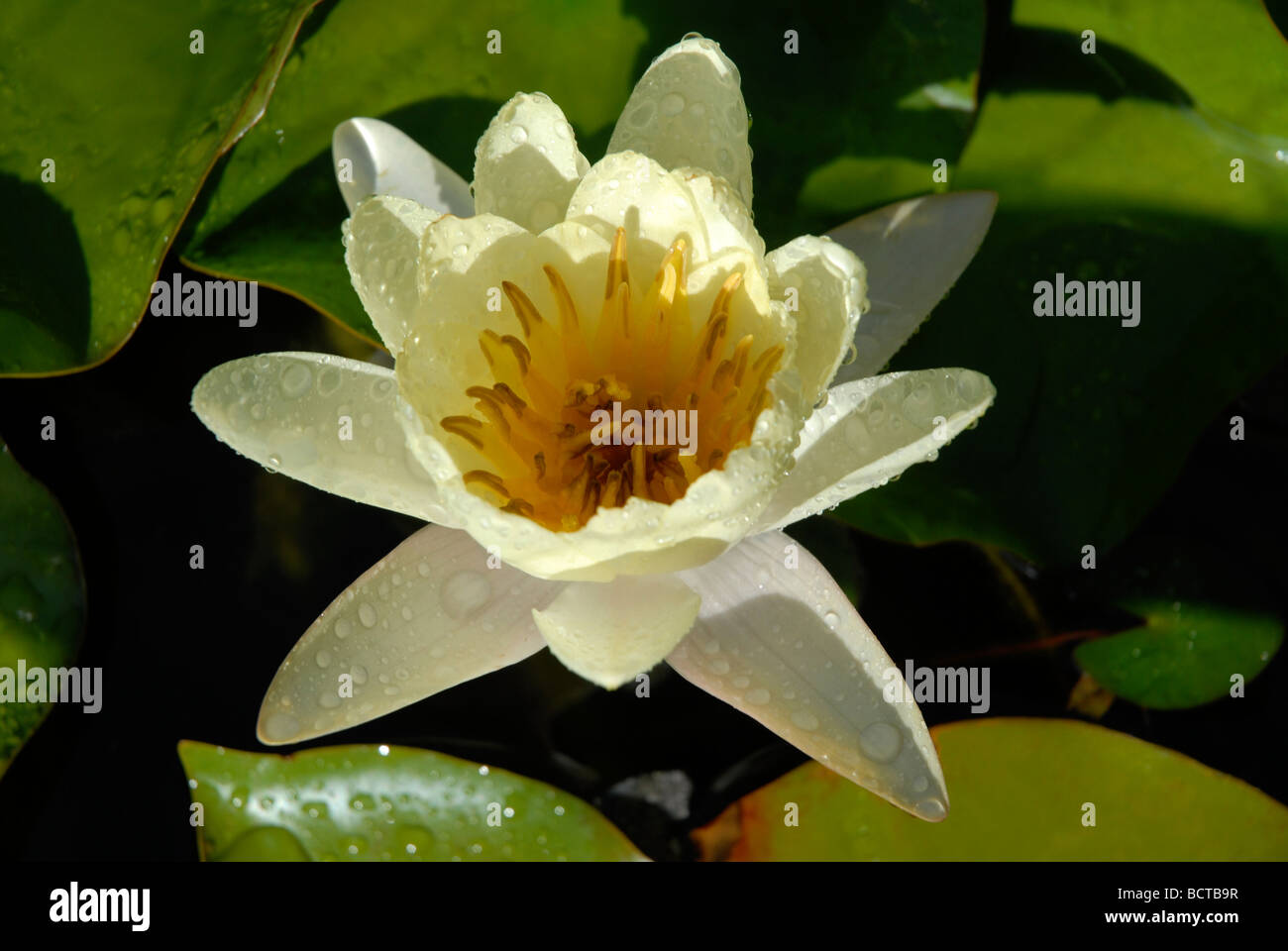 Fleur de lis de l'eau dans un étang de jardin Banque D'Images