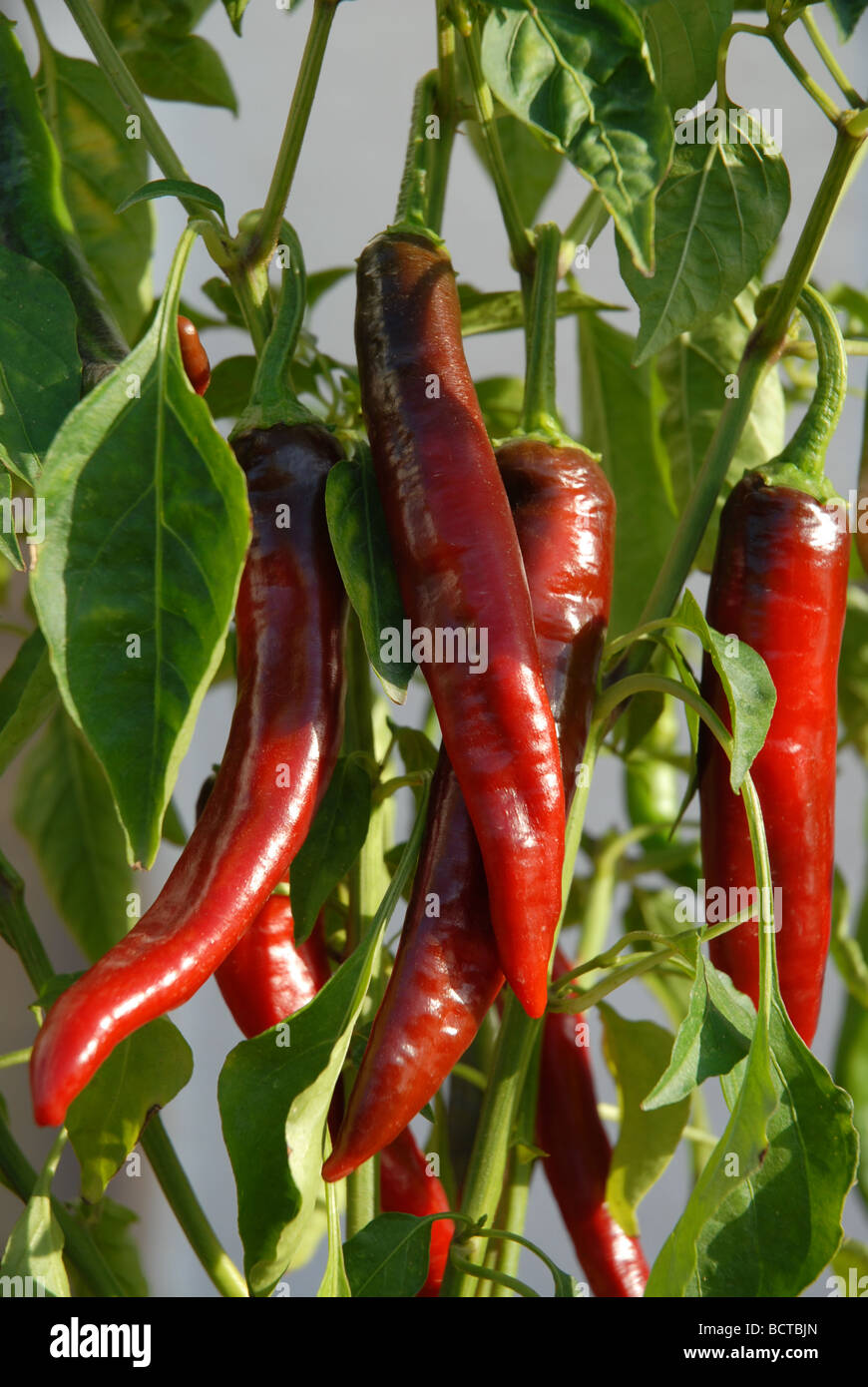 Large red chillies mûrir sur la plante, Espagne Banque D'Images