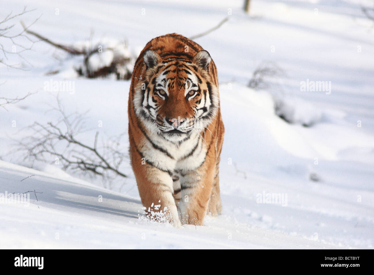 Le tigre de Sibérie (Panthera tigris altaica) est également connu comme l'Amur, mandchoue, Altaïques coréen, la Chine du Nord ou, Oussouri tiger Banque D'Images