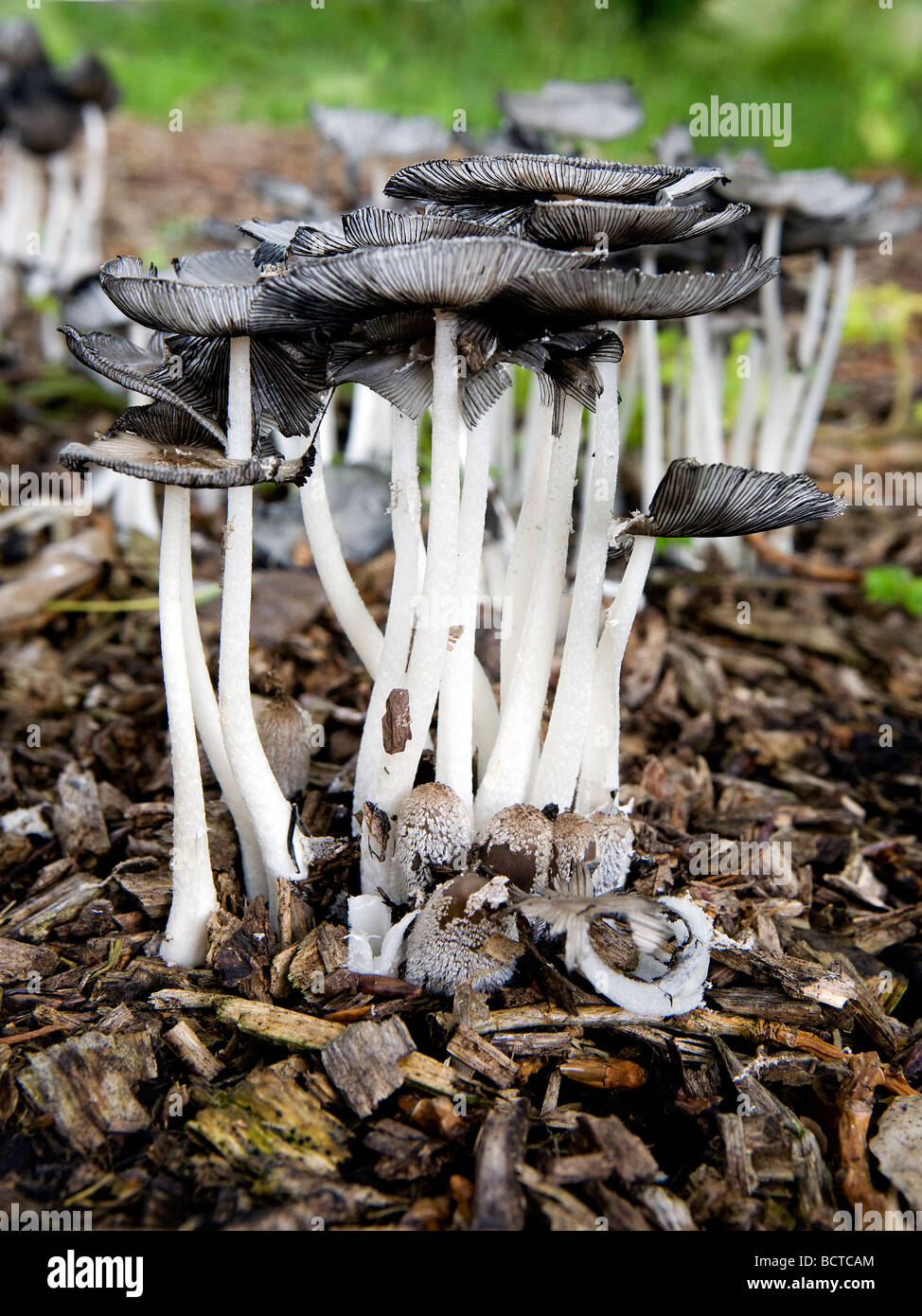 Un groupe de champignons grandir par morceaux d'écorce sous les arbres dans le pays de marche autour d'Ackers Pit à Warrington Cheshire Angleterre Banque D'Images