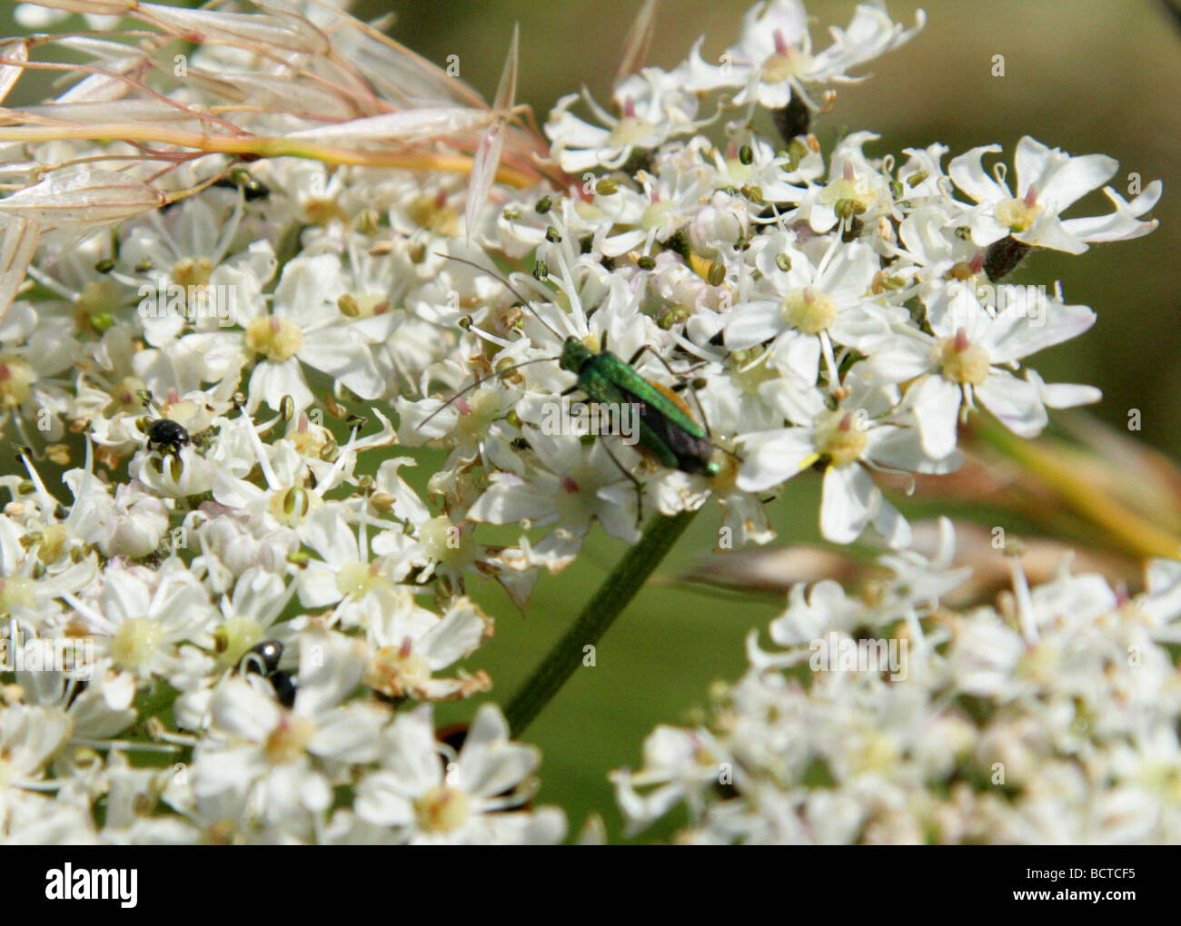 Faux Blister Beetle, Oedemera virescens, Oedemeridae Banque D'Images