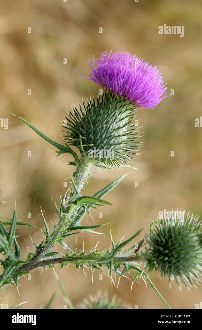 Spear Thistle, Cirsium vulgare, Asteraceae Banque D'Images