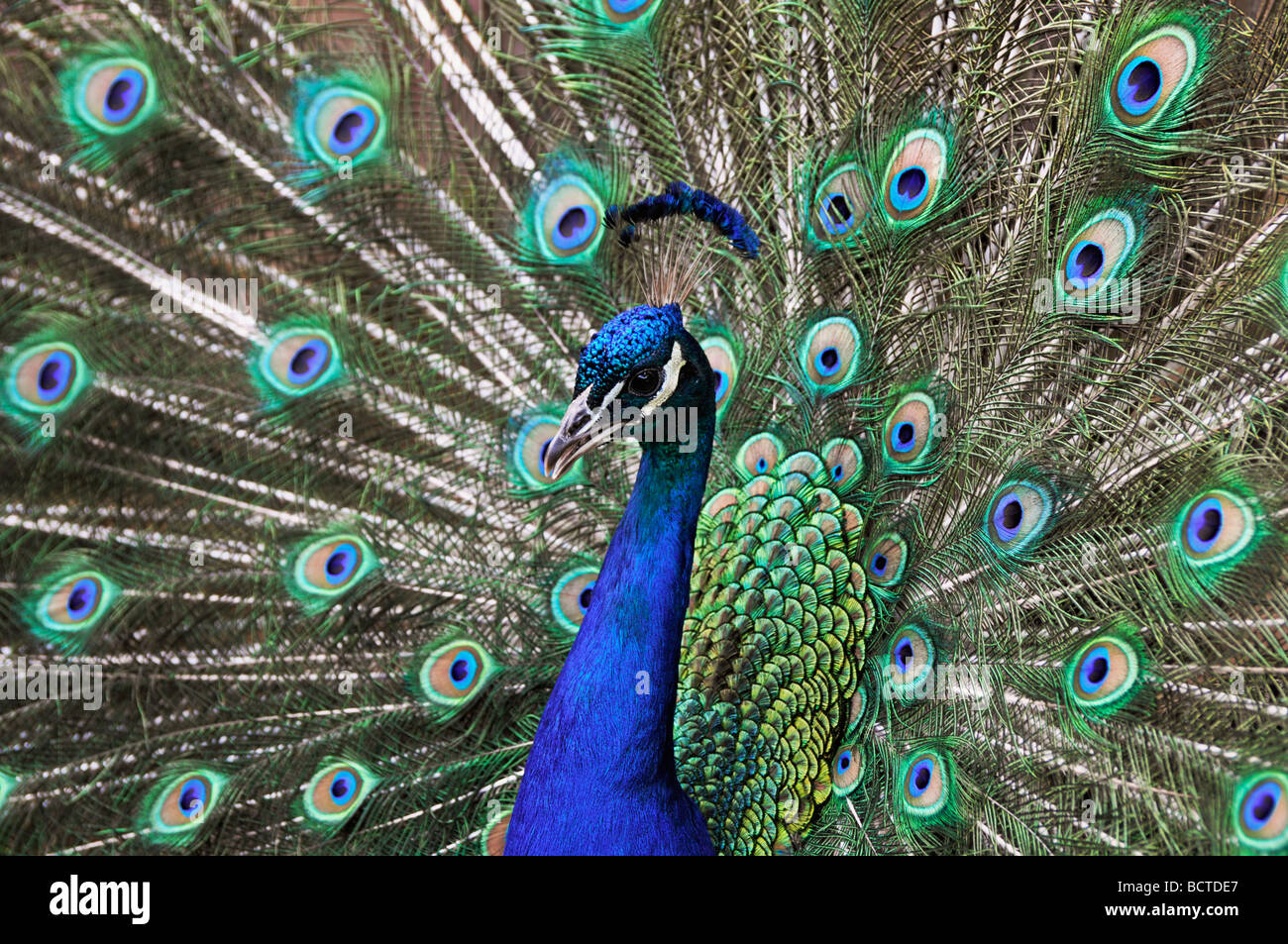 Pavo cristatus (paons indiens), Peacock Banque D'Images