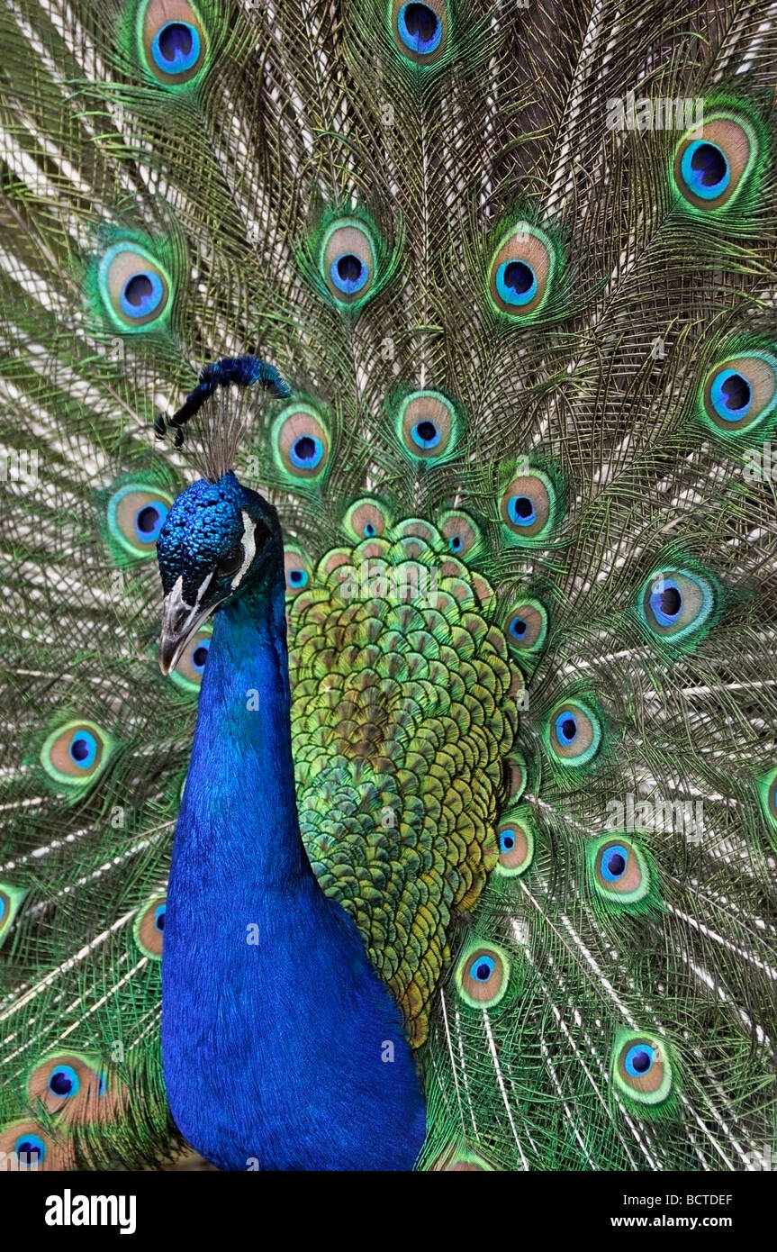 Pavo cristatus (paons indiens), Peacock Banque D'Images