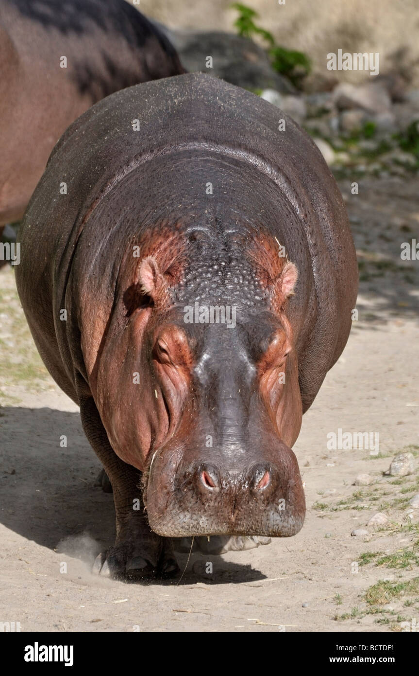Hippopotame Banque D'Images