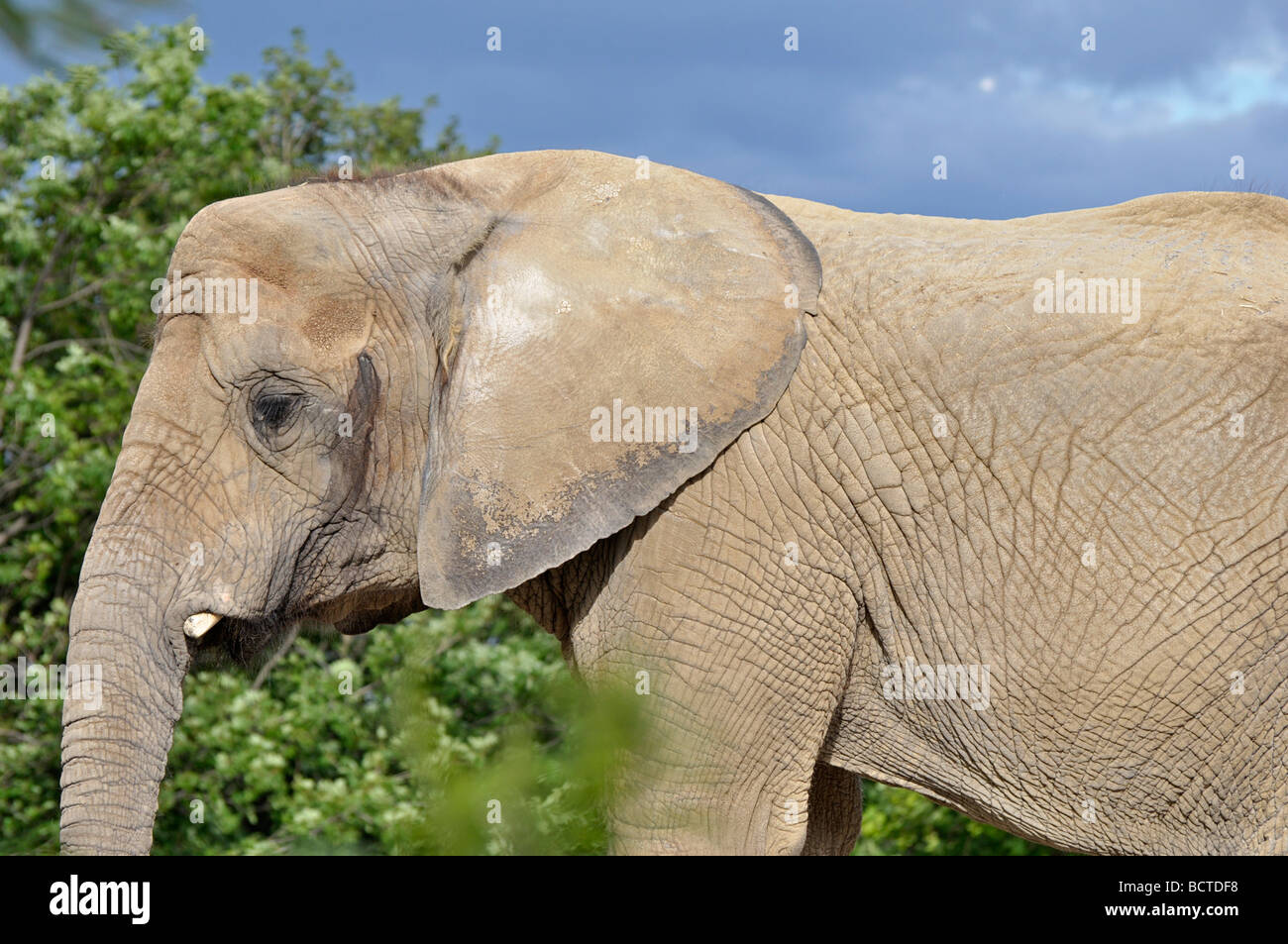 L'éléphant d'Afrique Banque D'Images