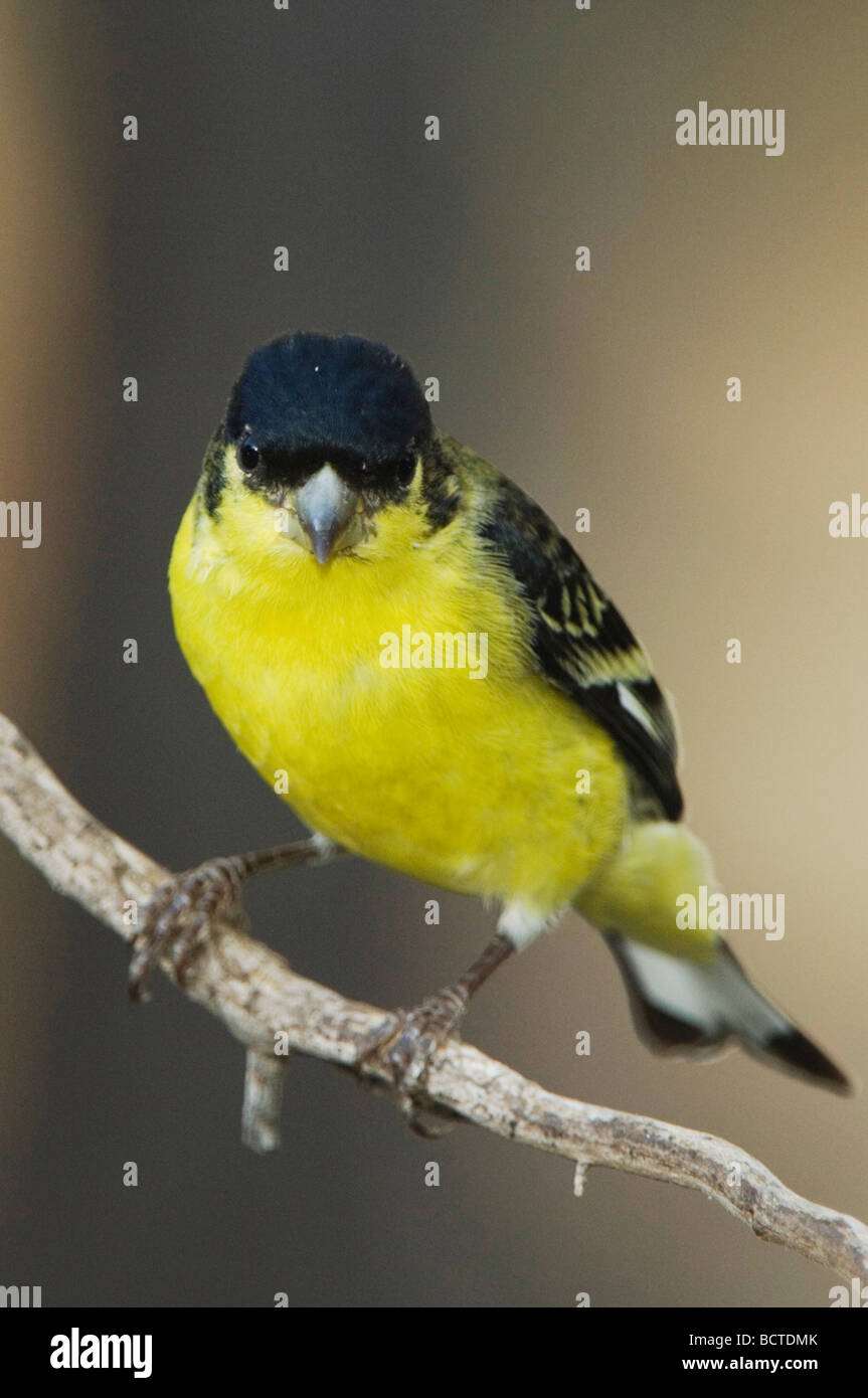 Chardonneret mineur Carduelis psaltria vert paradis mâles adossés Montagnes Chiricahua Arizona USA Août 2005 Banque D'Images