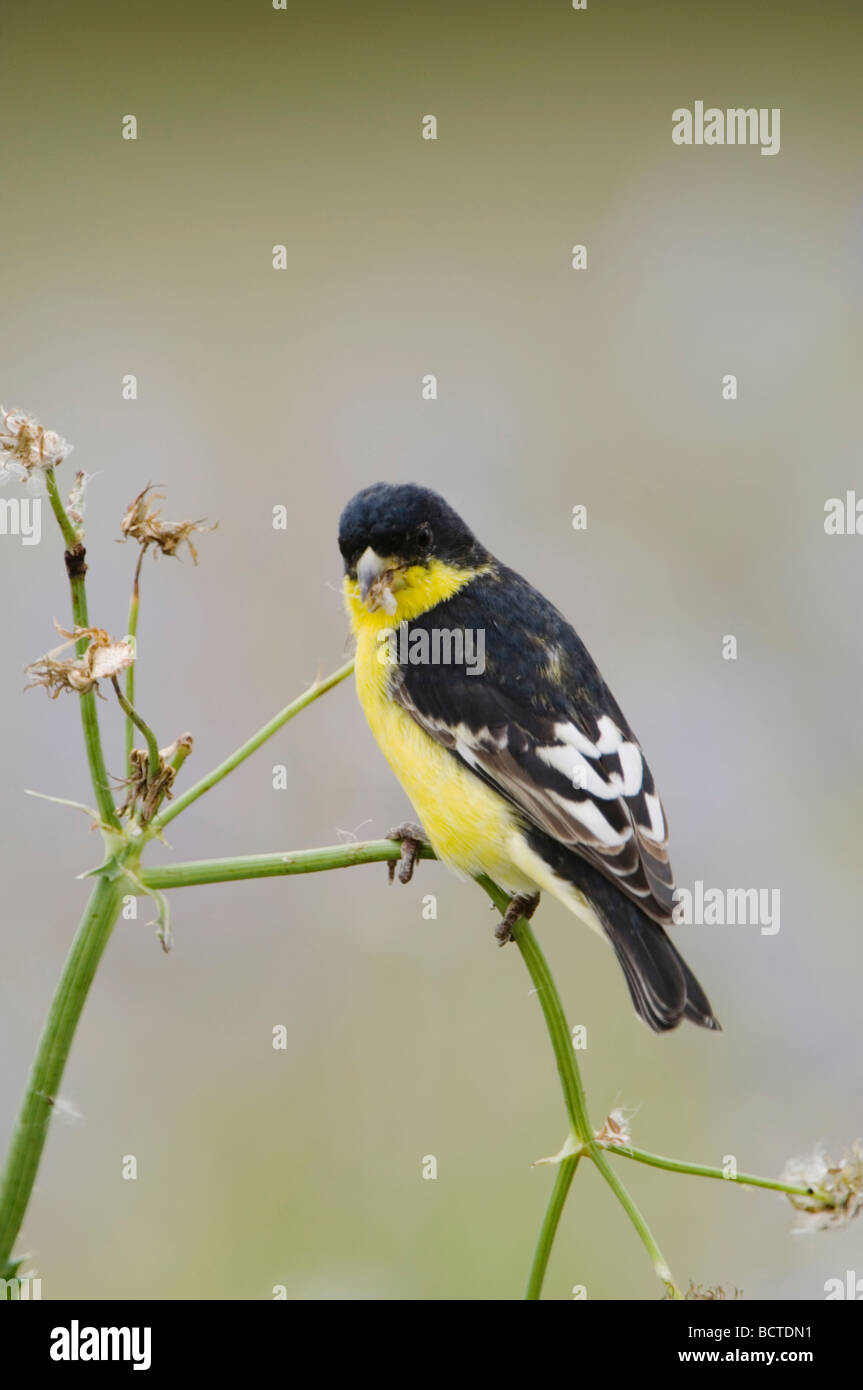Chardonneret mineur Carduelis psaltria mâle noir soutenu de manger les graines du laiteron épineux Sonchus asper Texas Hill Country Banque D'Images
