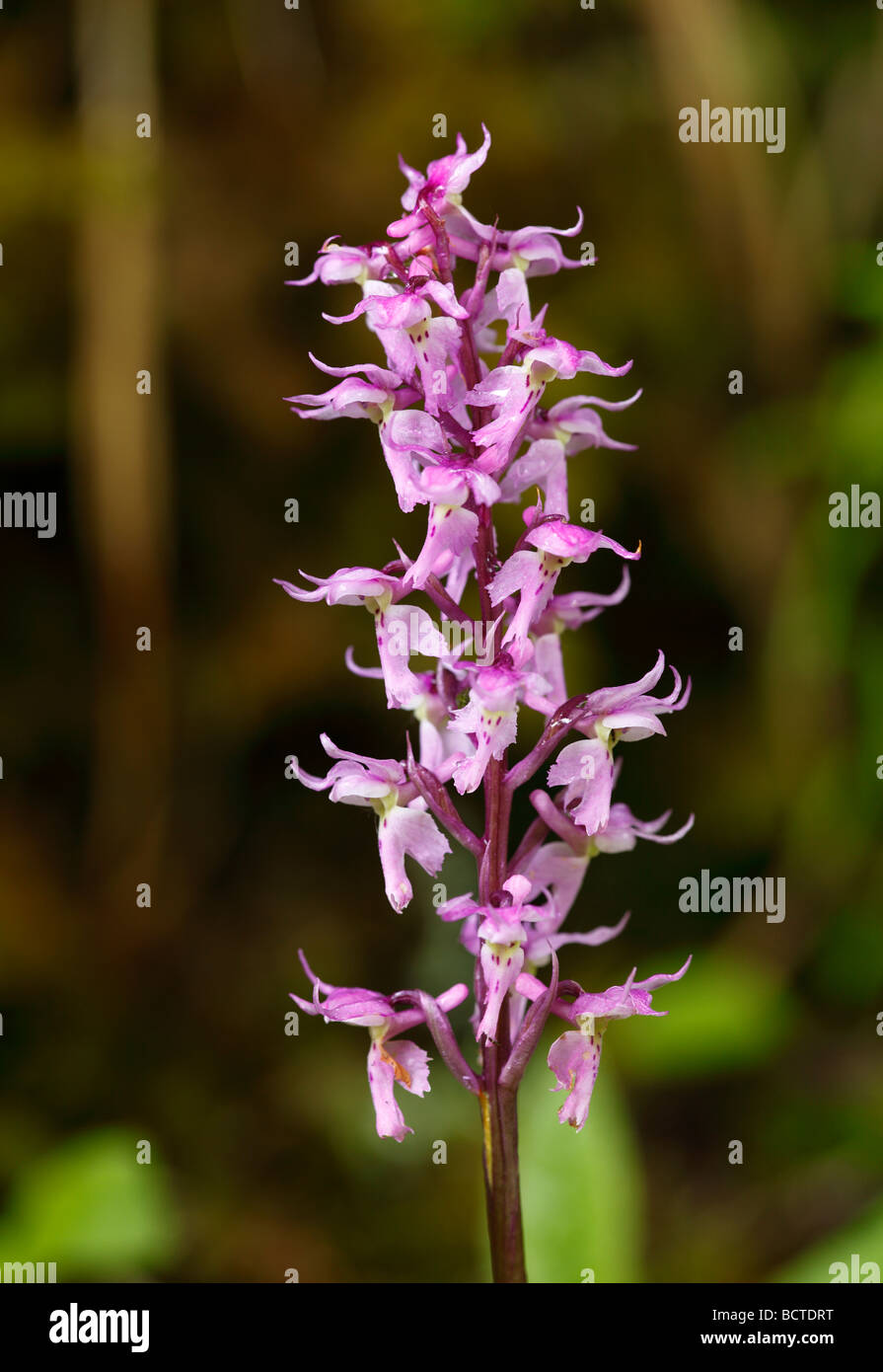 Early Purple Orchid (Orchis mascula subsp. signifera) Banque D'Images
