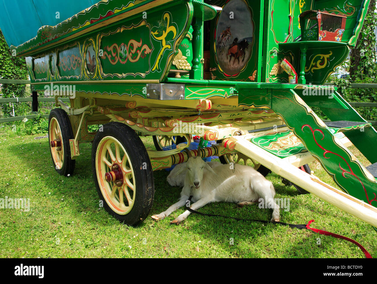 Gypsy Caravan chevaux colorés Banque D'Images