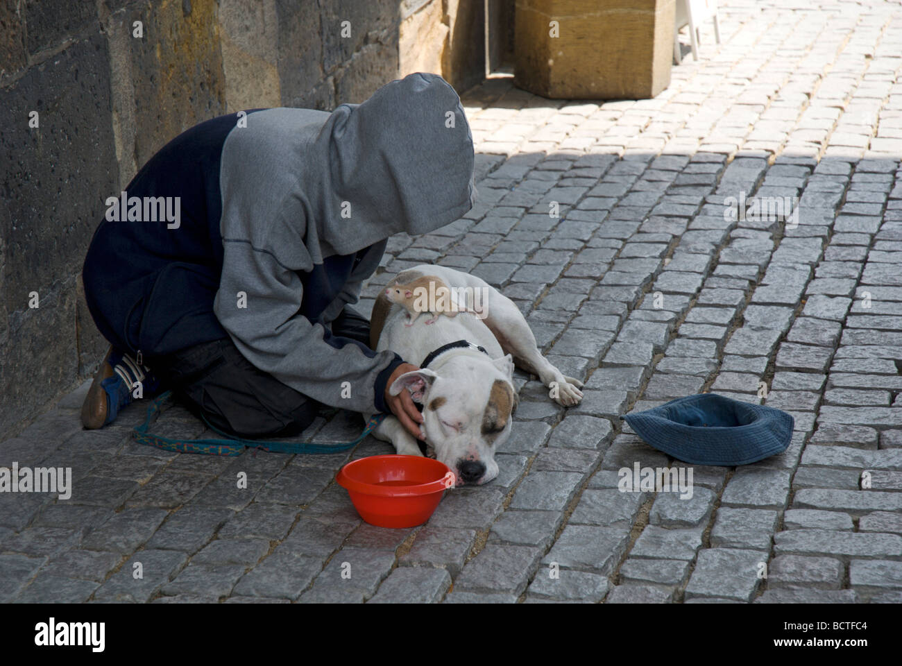 Jeune homme avec chien et rat la mendicité sur le Pont Charles, Prague, République Tchèque Banque D'Images