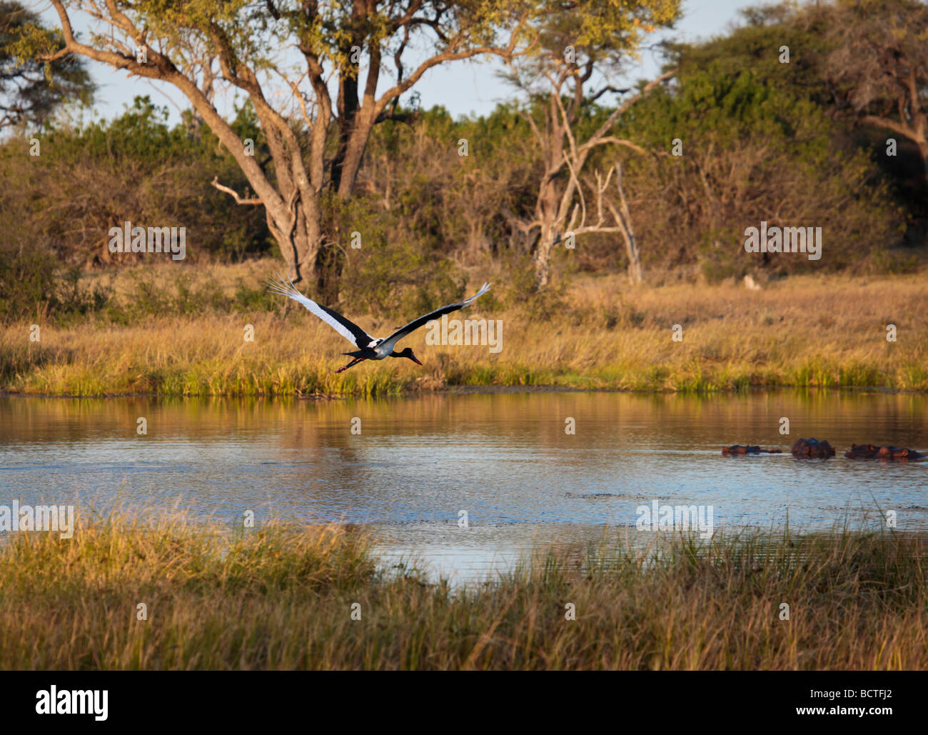 Saddle-billed Stork, survolant une partie du delta de l'Okavango, Moremi au Botswana, avec des hippopotames. Banque D'Images