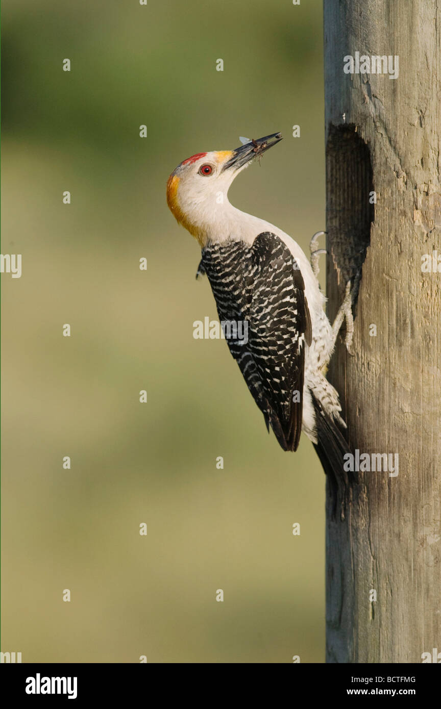 La façade d'or Woodpecker Melanerpes aurifrons cavité de nidification au masculin avec proies Sinton Corpus Christi Texas Coastal Bend Banque D'Images