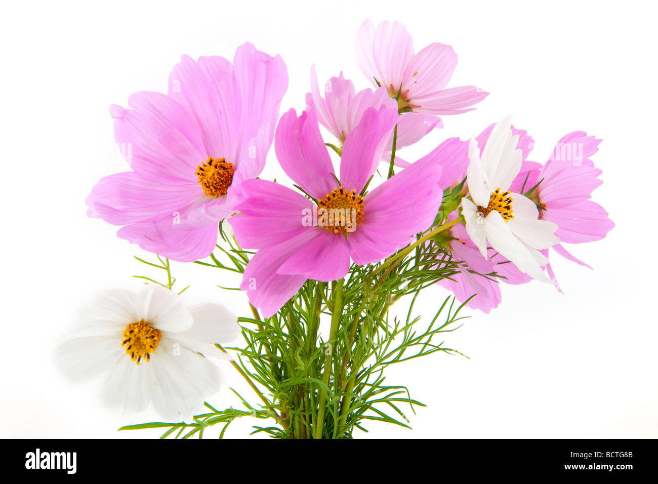Animé joyeux bouquet de Cosmos rose et blanc Photo Stock - Alamy