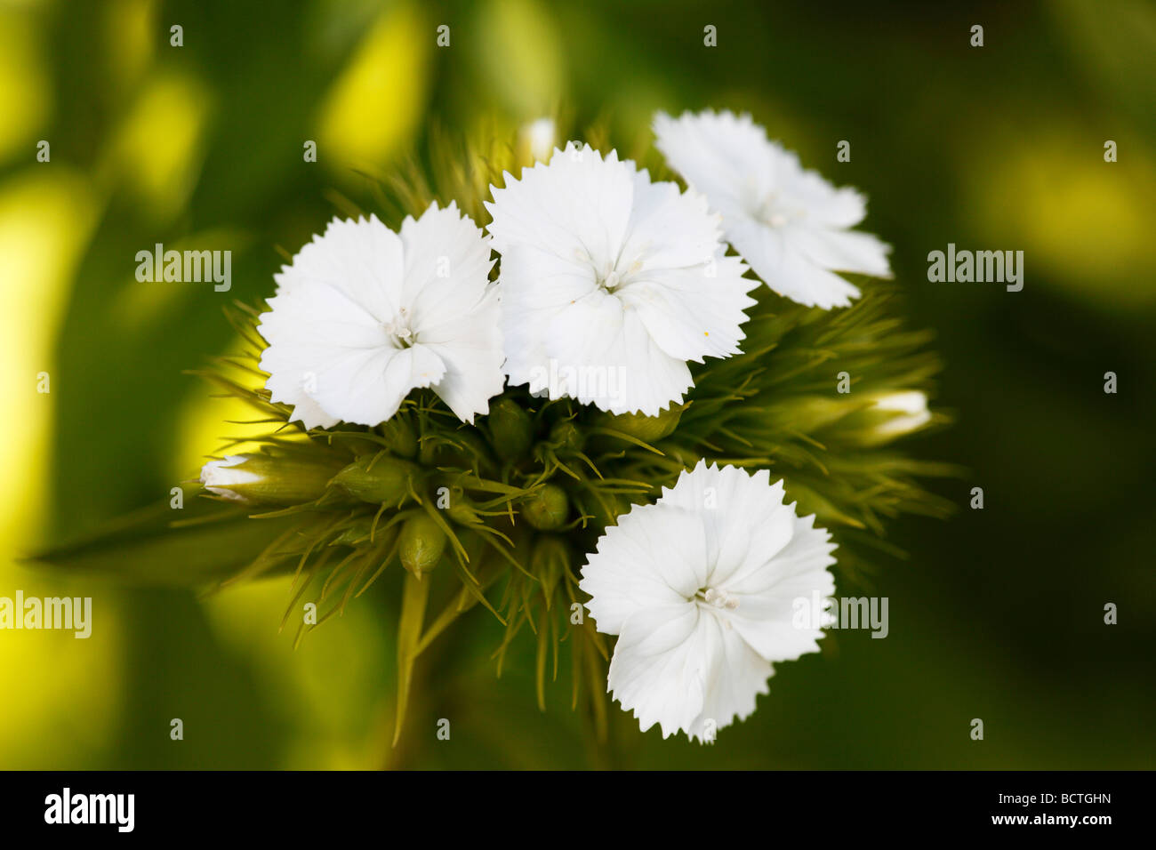 Sweet William (Dianthus barbatus) Banque D'Images