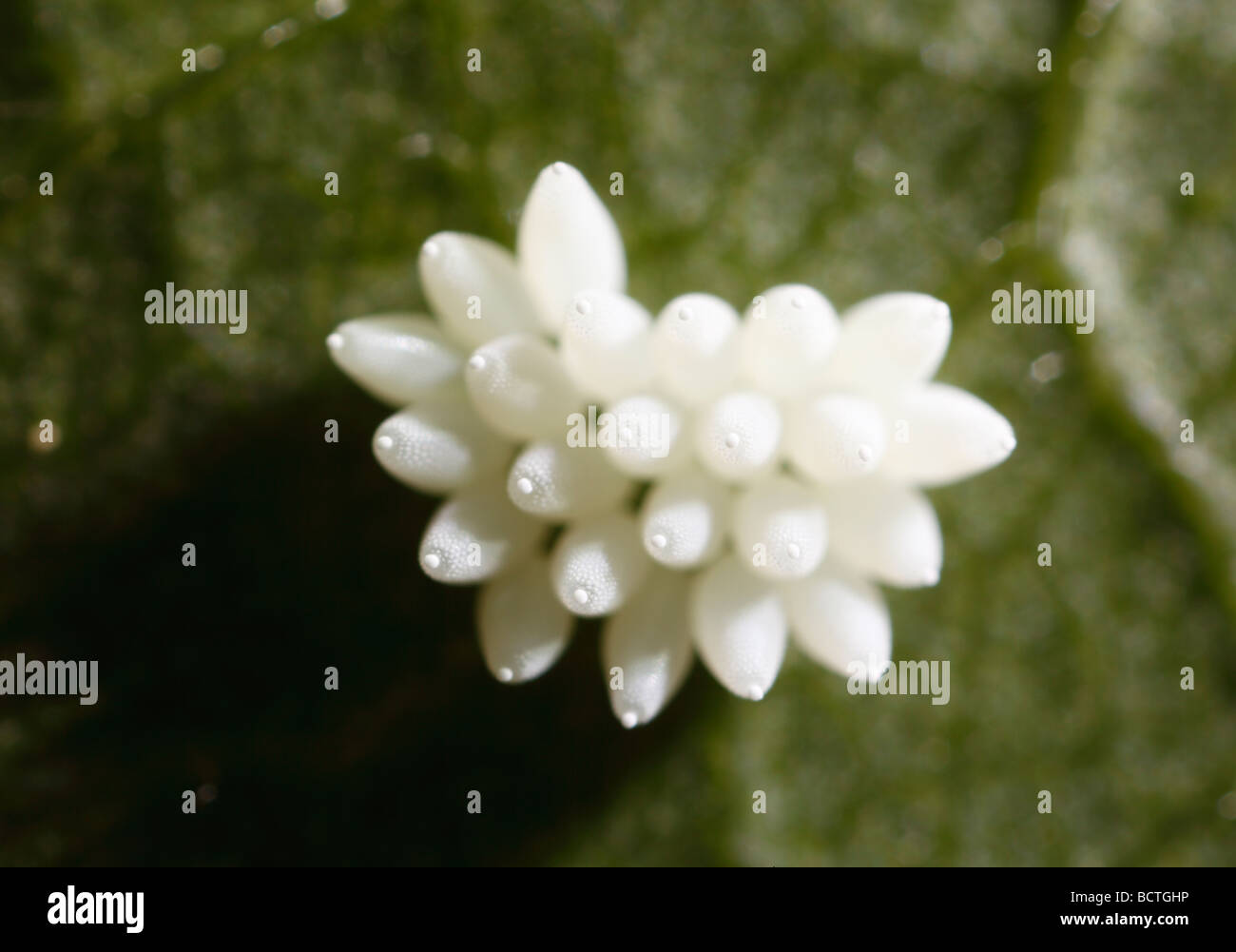 Les oeufs sur une feuille de rose, très grande Banque D'Images