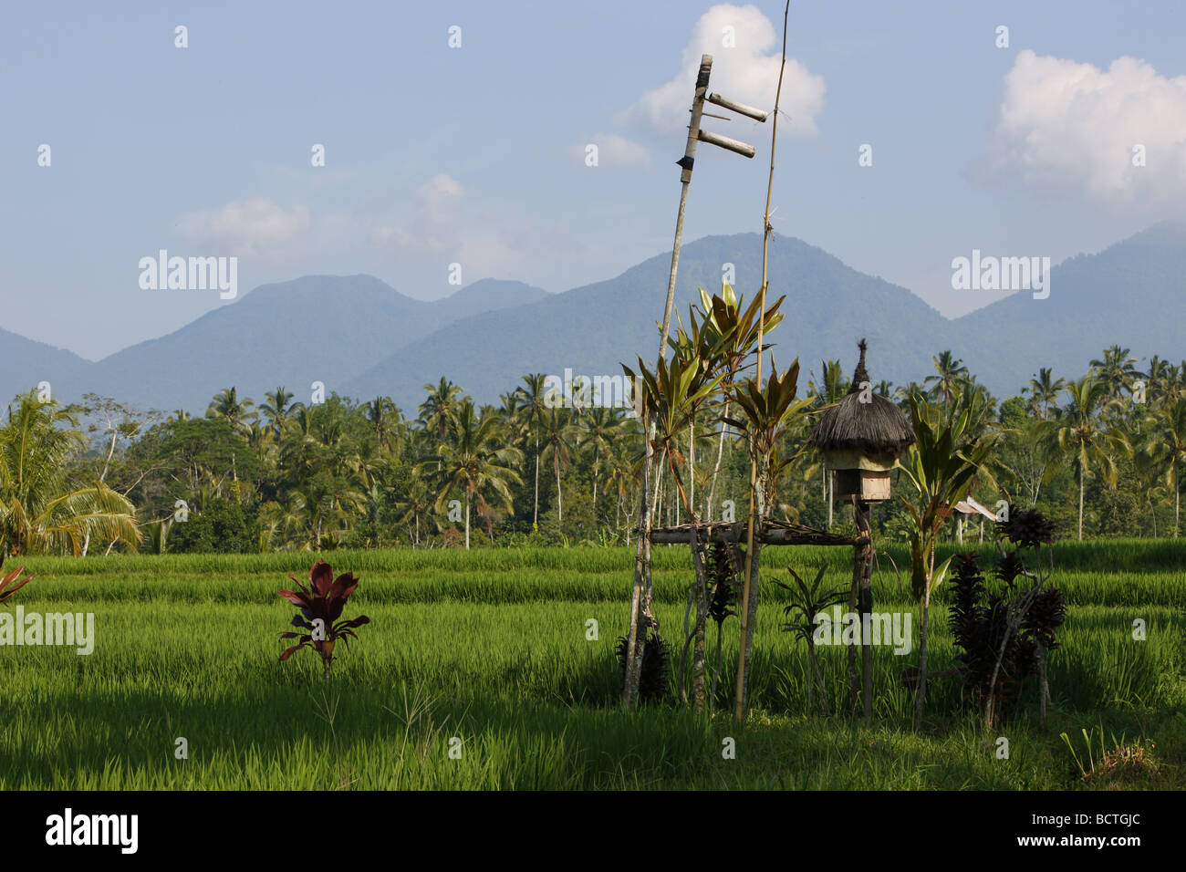 Les champs de riz, le Mont Lesung, volcan, Bali, Indonésie, Asie du sud-est Banque D'Images