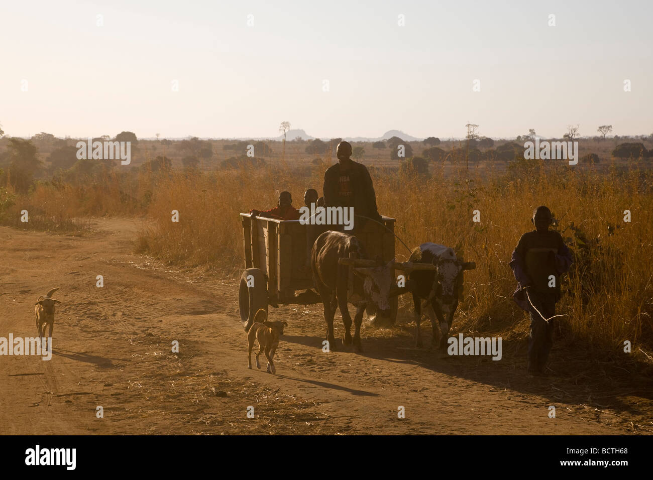 Oxcart avec les habitants et les chiens, la Zambie, l'Afrique Banque D'Images