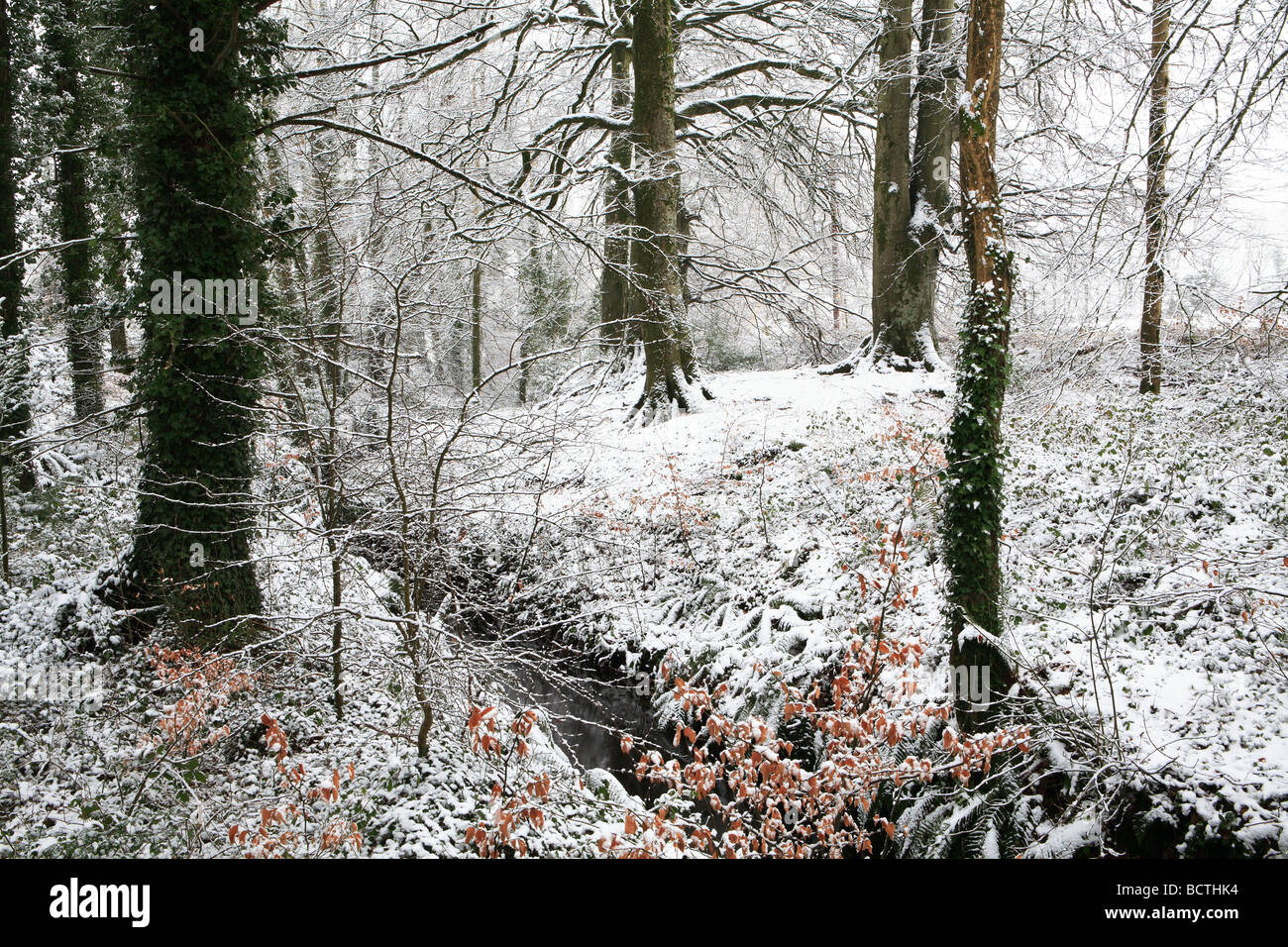 La neige en bois de hêtre Banque D'Images