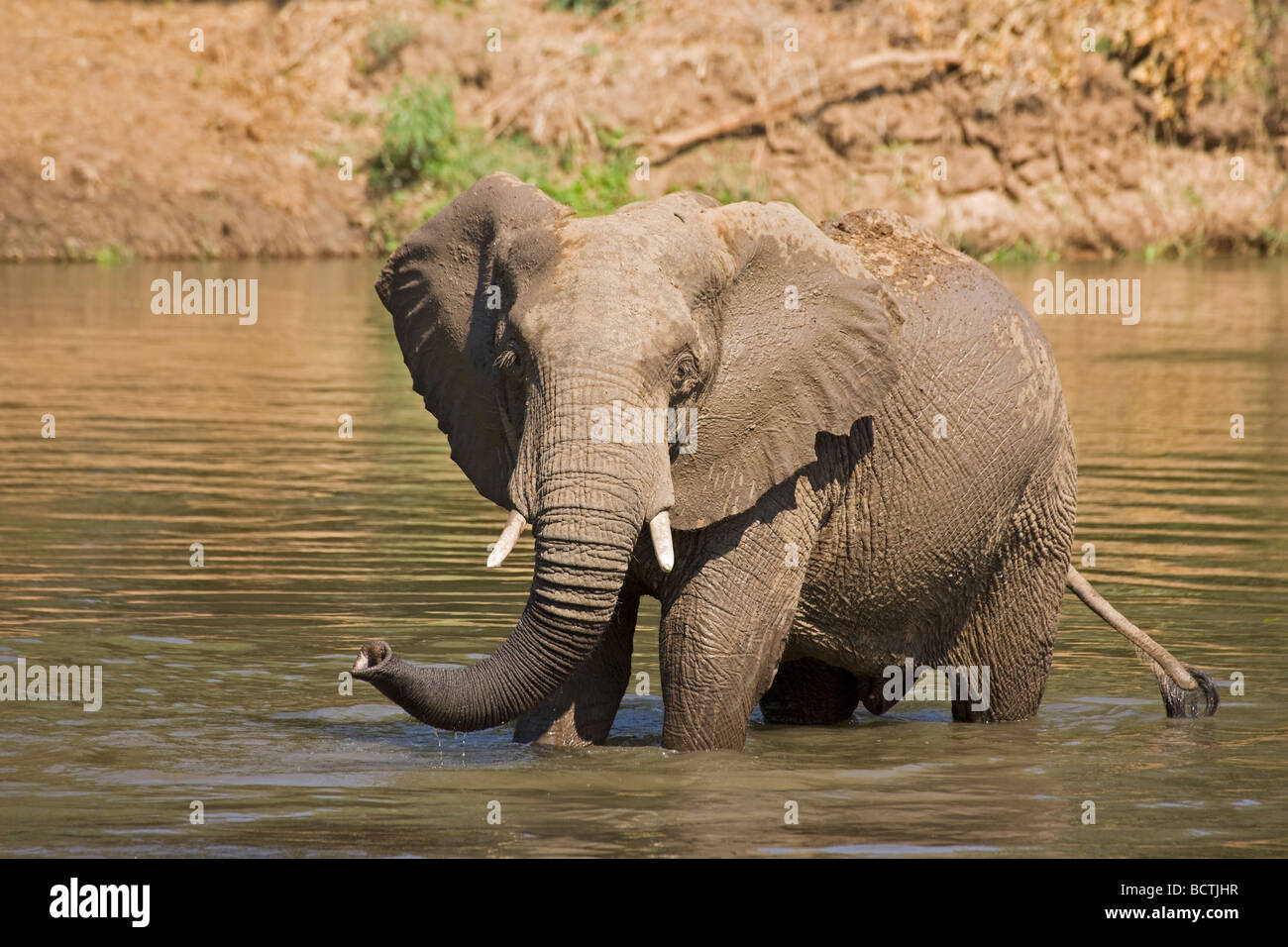 Bush africain Elephant (Loxodonta africana) dans la rivière Zambèze, Lower Zambezi National Park, Zambie, Afrique Banque D'Images