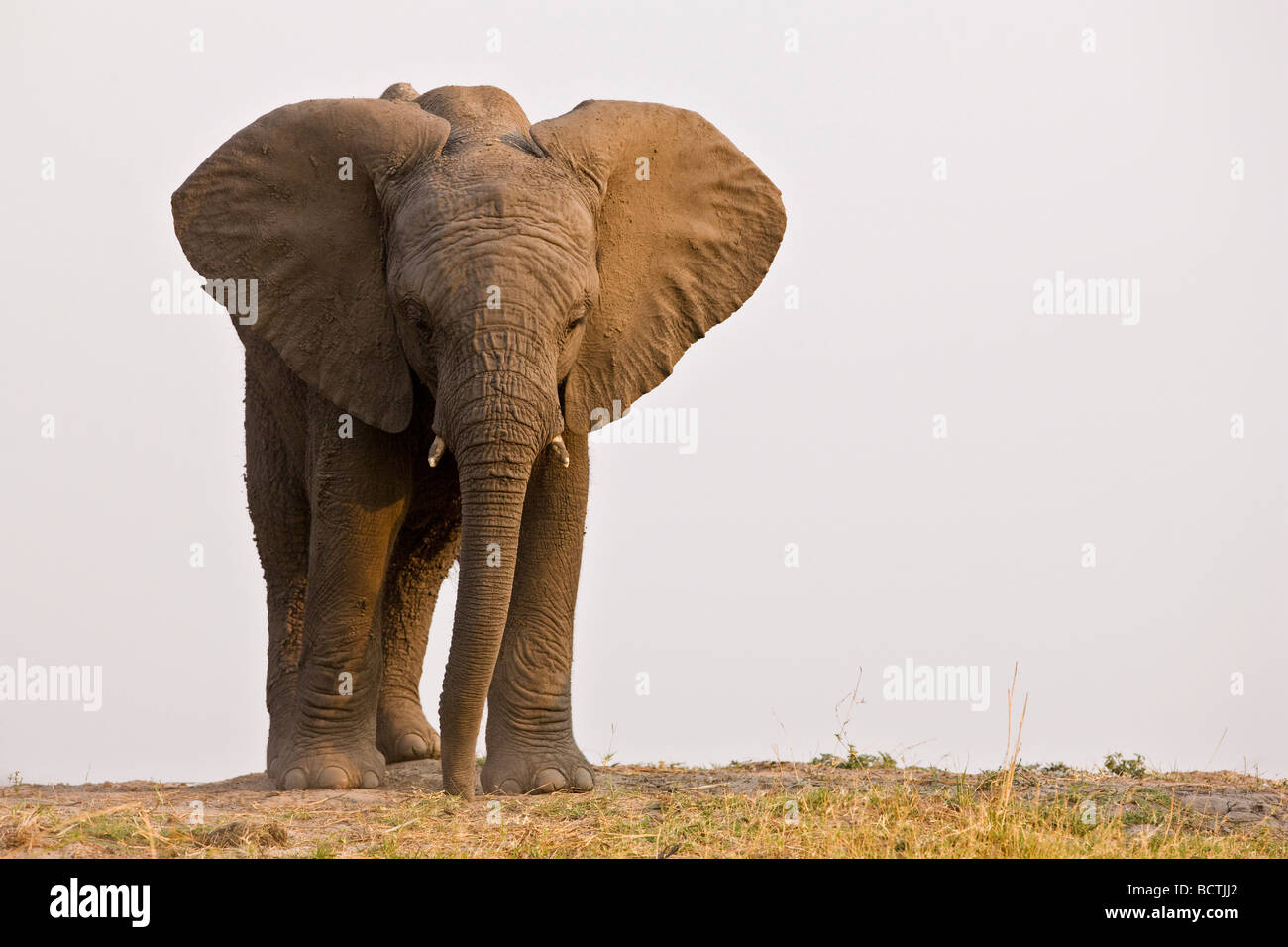 Bush africain Elephant (Loxodonta africana), Chobe National Park, Botswana, Africa Banque D'Images