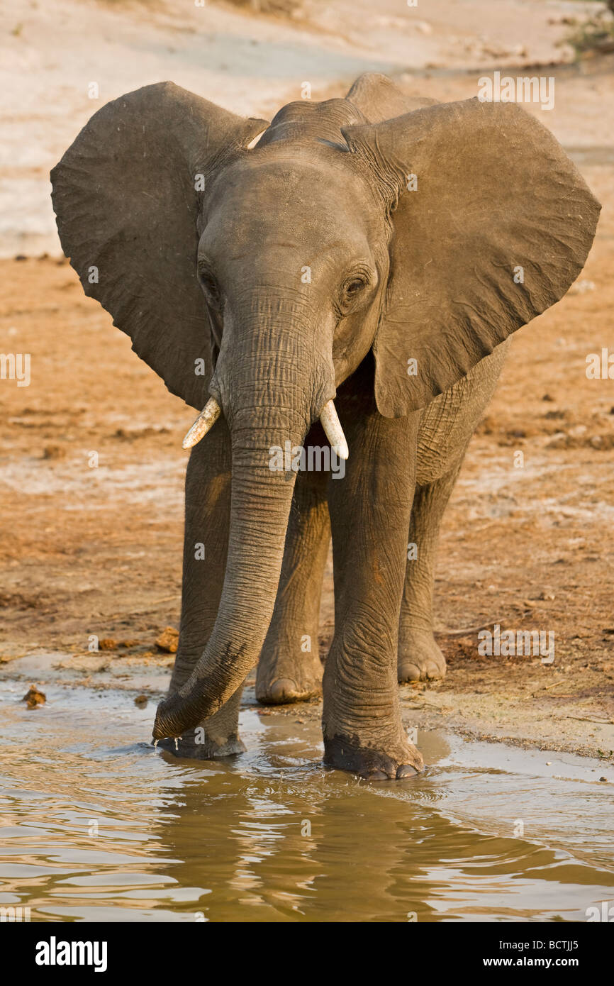 Bush africain Elephant (Loxodonta africana) dans la rivière Chobe, Chobe National Park, Botswana, Africa Banque D'Images