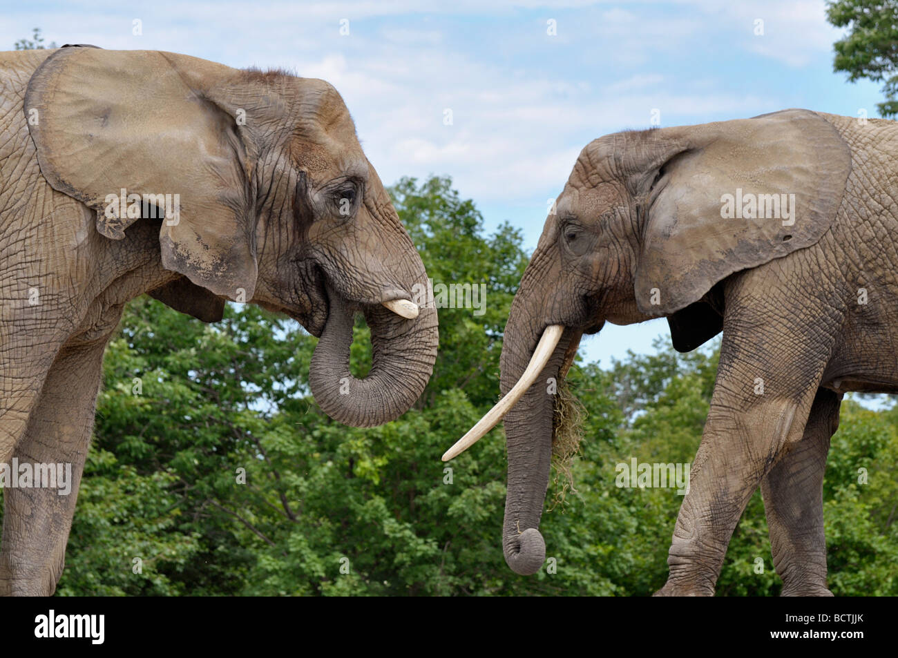 Les éléphants d'Afrique Banque D'Images