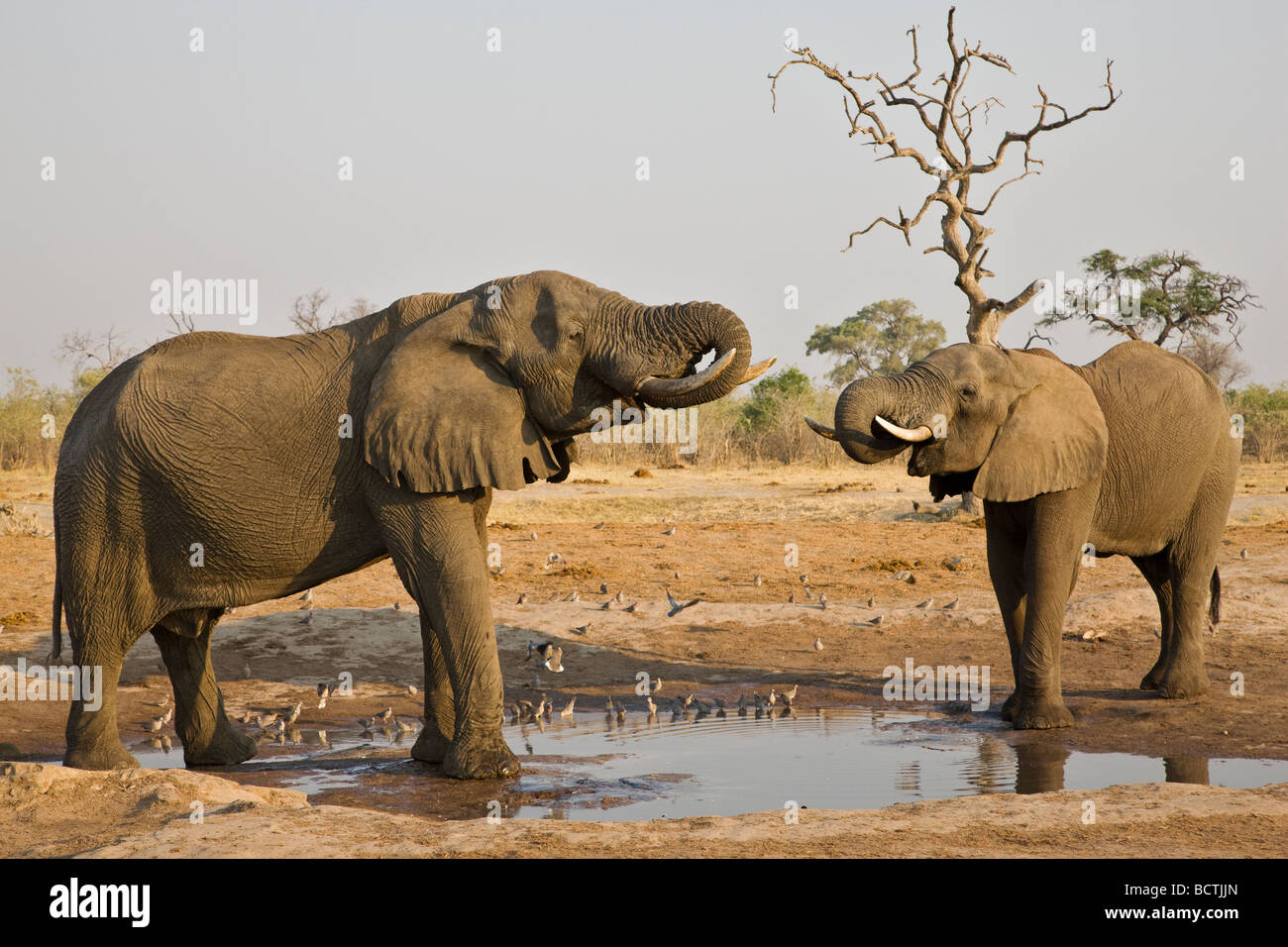 Bush de l'Afrique de l'éléphant (Loxodonta africana), boire de l'eau Savuti trou, Chobe National Park, Botswana, Africa Banque D'Images