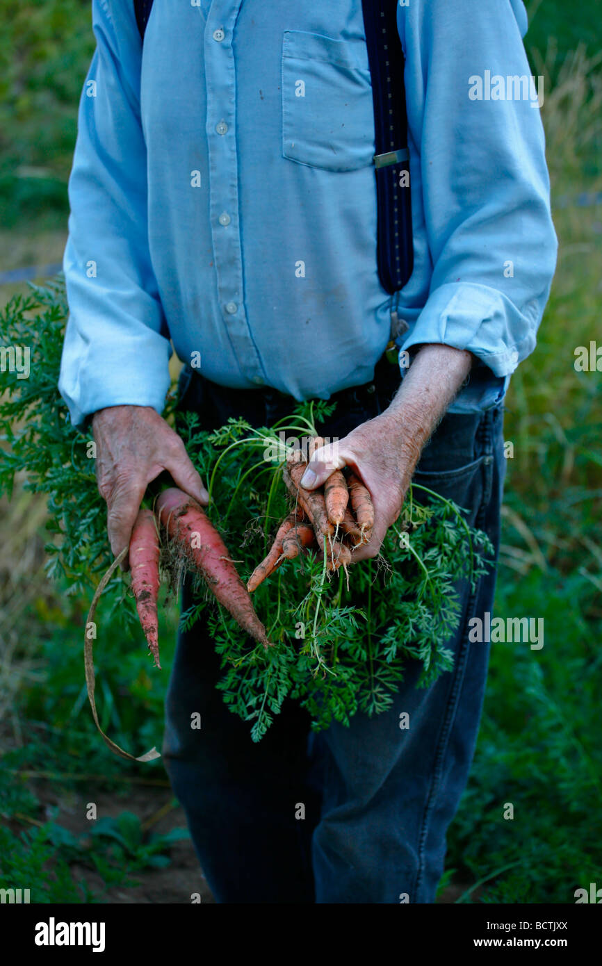 Personne robuste avec deux mains pleine de carottes biologiques frais. Shallow DOF. Banque D'Images