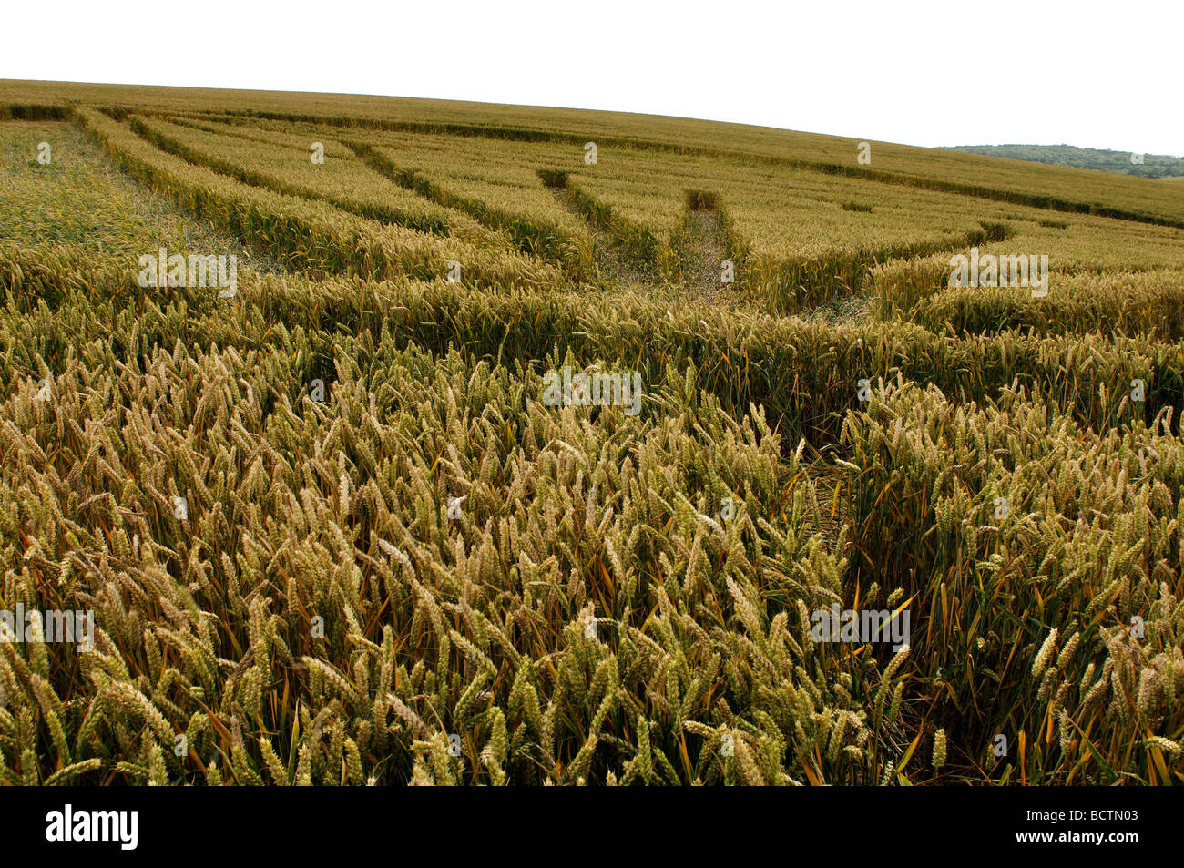 Crop Circle près de Chesterton Moulin, Warwickshire, England, UK Banque D'Images