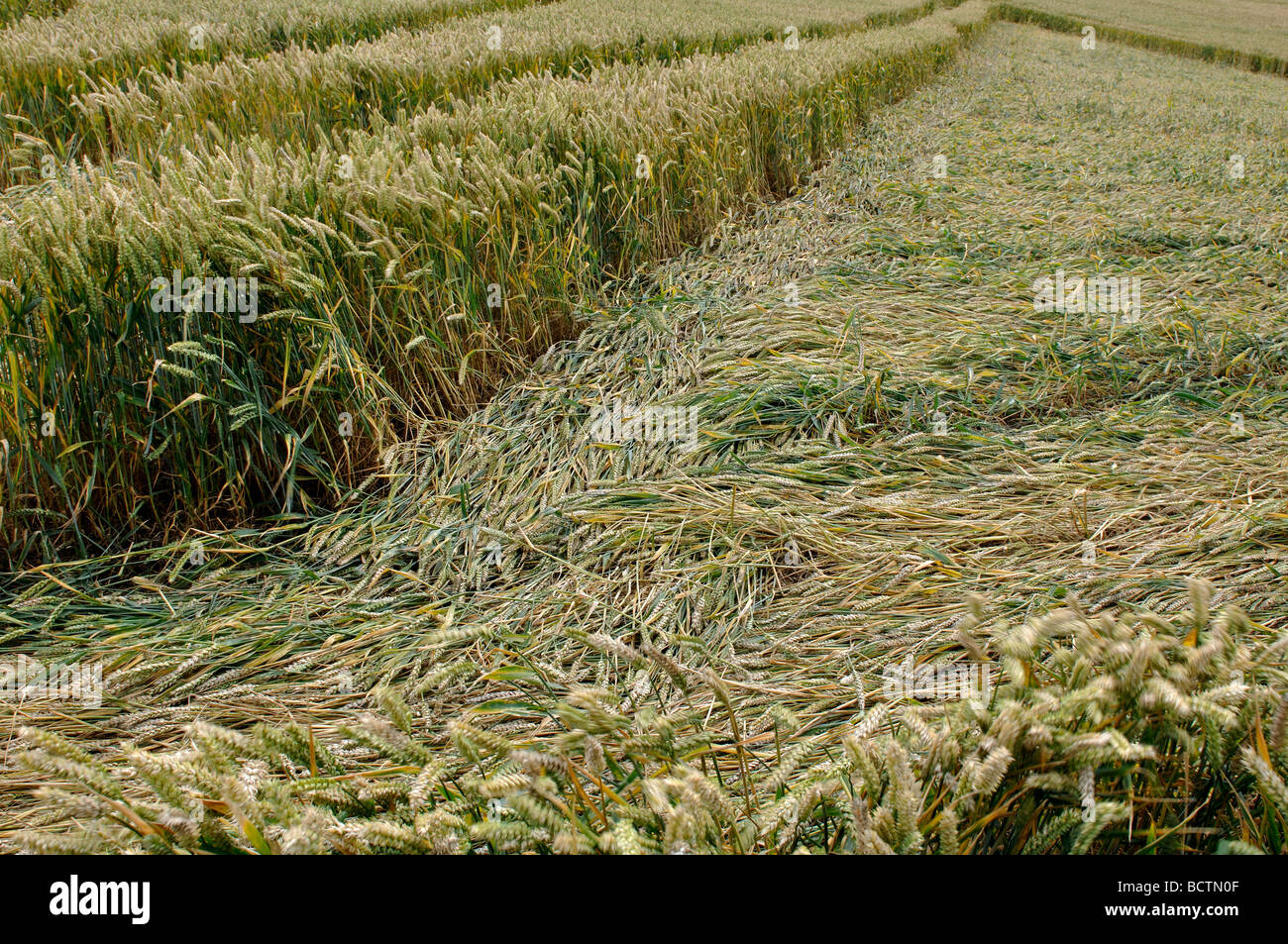 Crop Circle près de Chesterton Moulin, Warwickshire, England, UK Banque D'Images