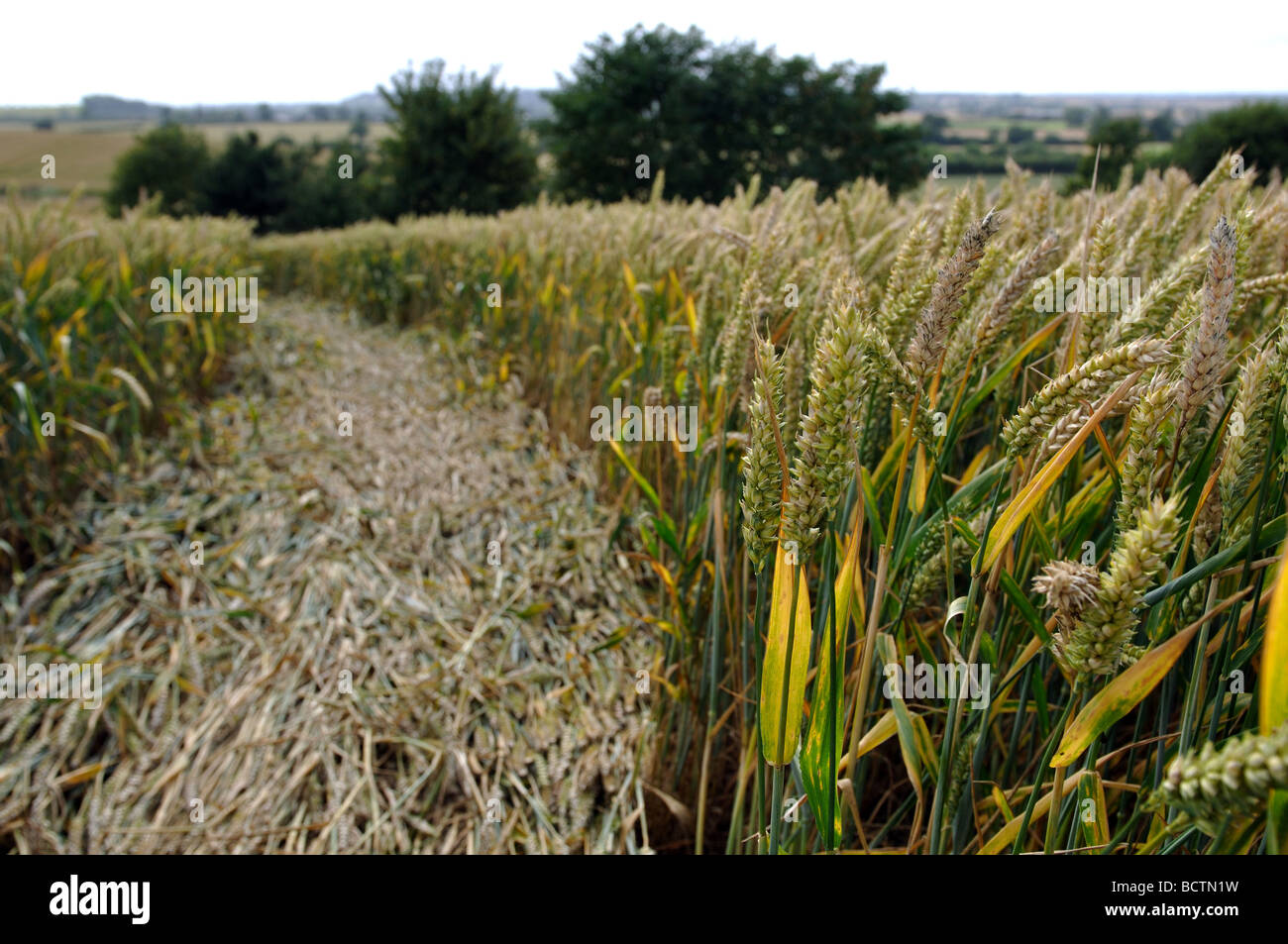Crop Circle près de Chesterton Moulin, Warwickshire, England, UK Banque D'Images