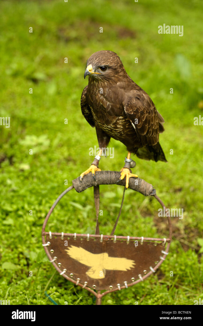 Europan Buzzard Buteo buteo Buse variable Banque D'Images