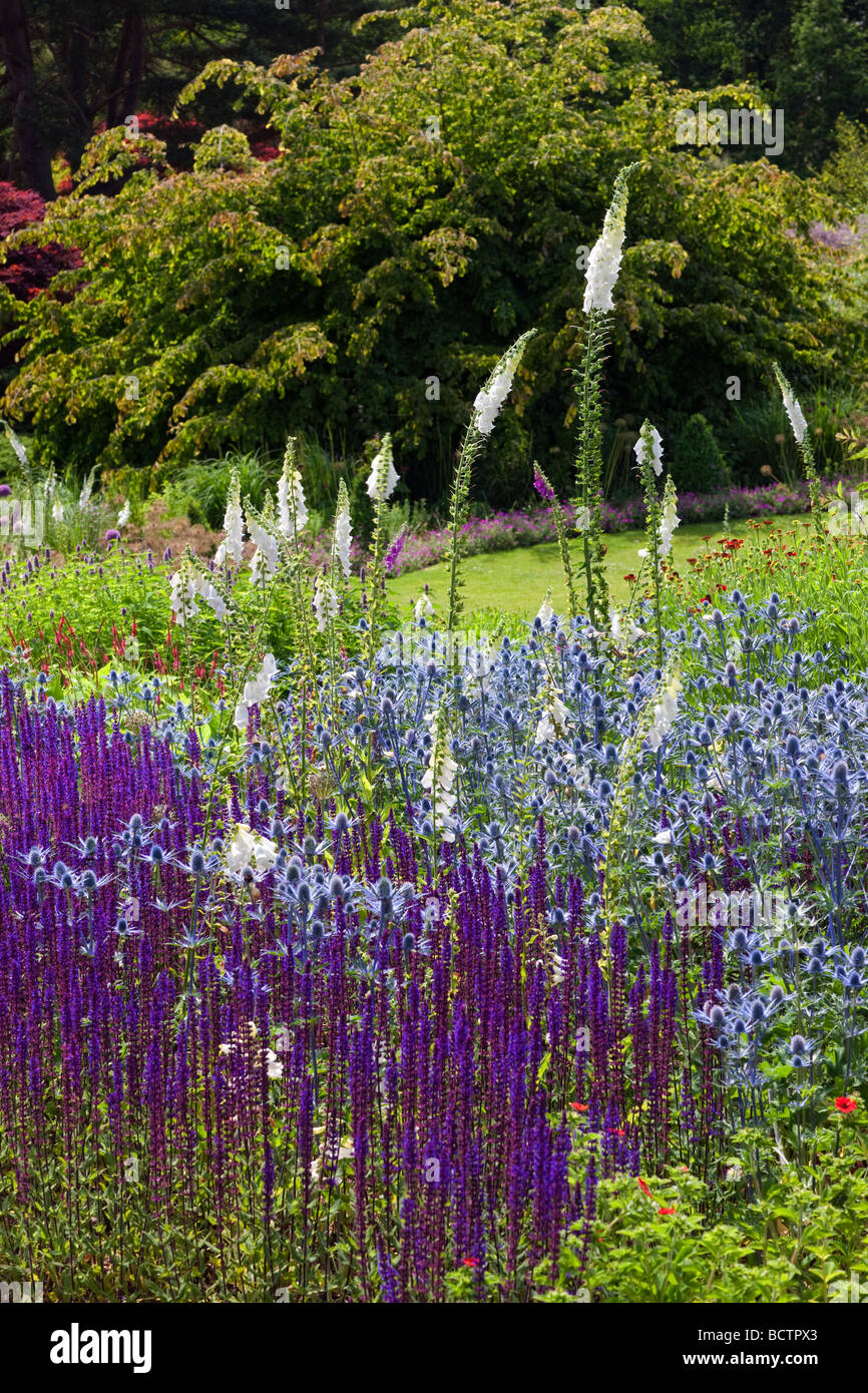 Salvia x sylvestris avec Eryngium 'Jos Eijking' et la digitaline à Harlow Carr de l'ERS Banque D'Images