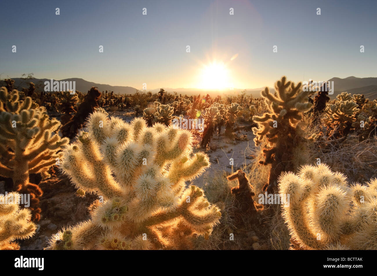 USA Californie Le parc national Joshua Tree Cholla Cactus Garden Opuntia bigelovii Banque D'Images