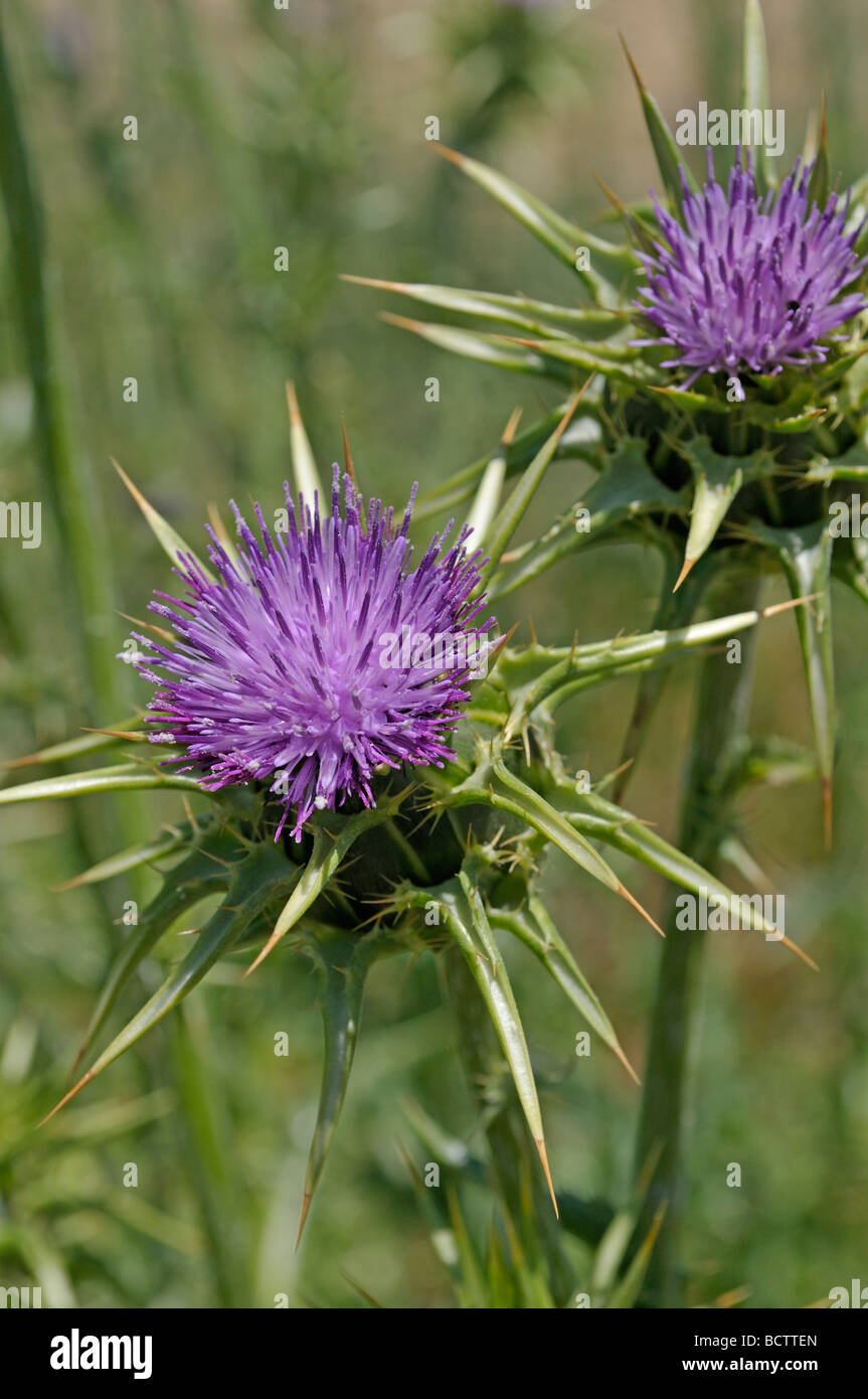 'Milk' Chardon méditerranéen Silybum Marianum Banque D'Images
