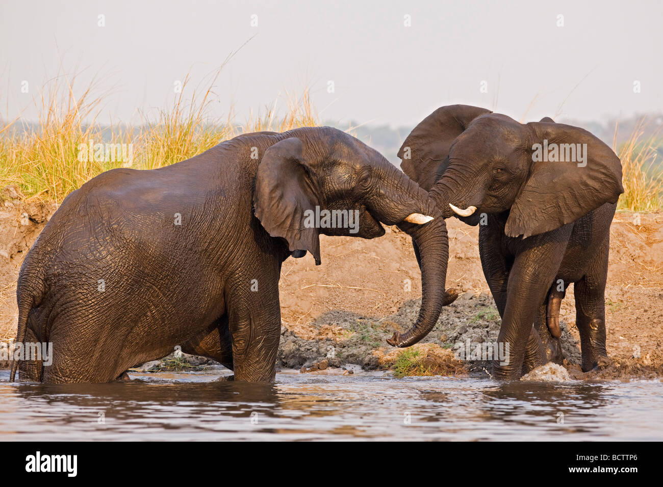 Bush de l'Afrique de l'éléphant (Loxodonta africana) jouant dans la rivière Chobe, Chobe National Park, Botswana, Africa Banque D'Images