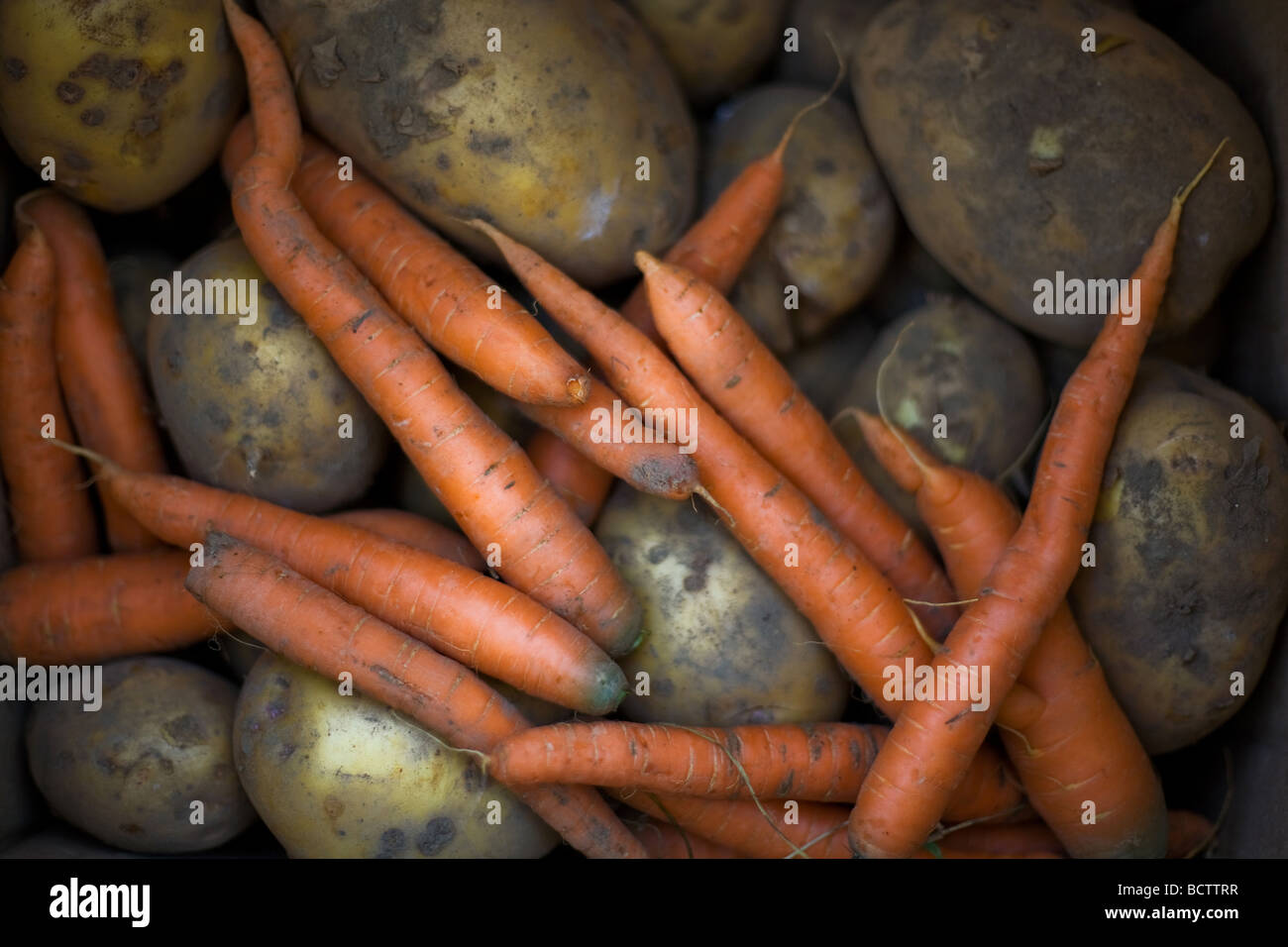Les carottes et les pommes de terre de culture biologique produits frais du jardin Banque D'Images