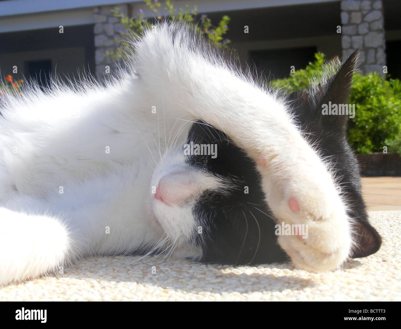 Chat noir et blanc, des bains de soleil Banque D'Images