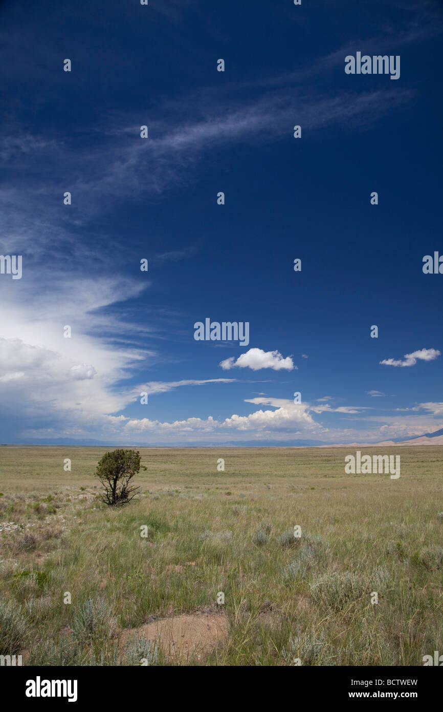 Mosca Colorado un arbre isolé se trouve dans le désert de la vallée de San Luis Banque D'Images