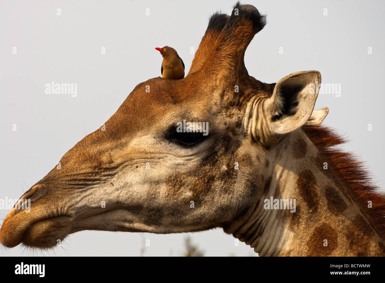 La girafe et l'redbilled oxpecker Banque D'Images