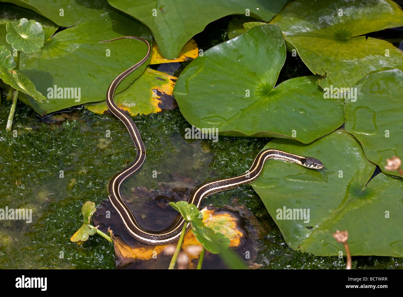 Black-necked (Thamnophis) cyrtopsis Az - USA - Semi-aquatique - dans l'étang avec des nénuphars Banque D'Images